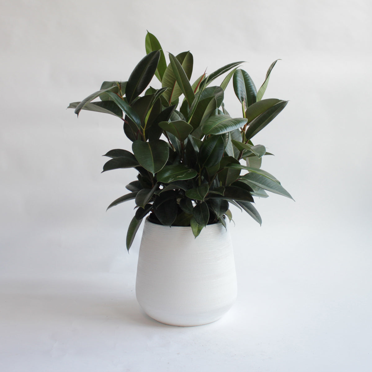 Ficus Elastica Plant in White Ceramic