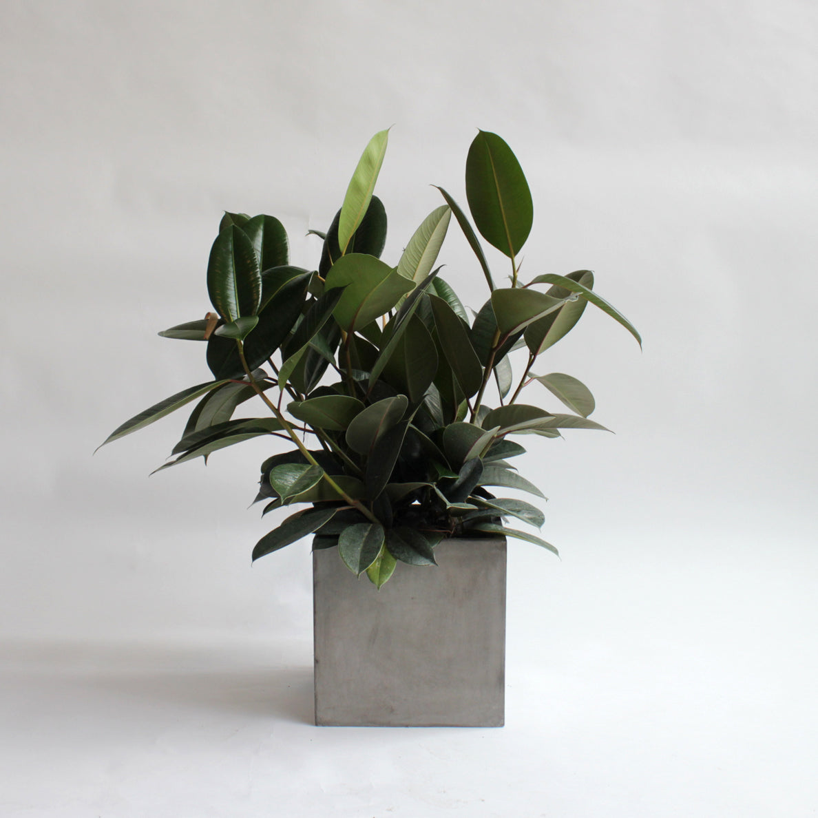 pearson sound rubber tree Ficus