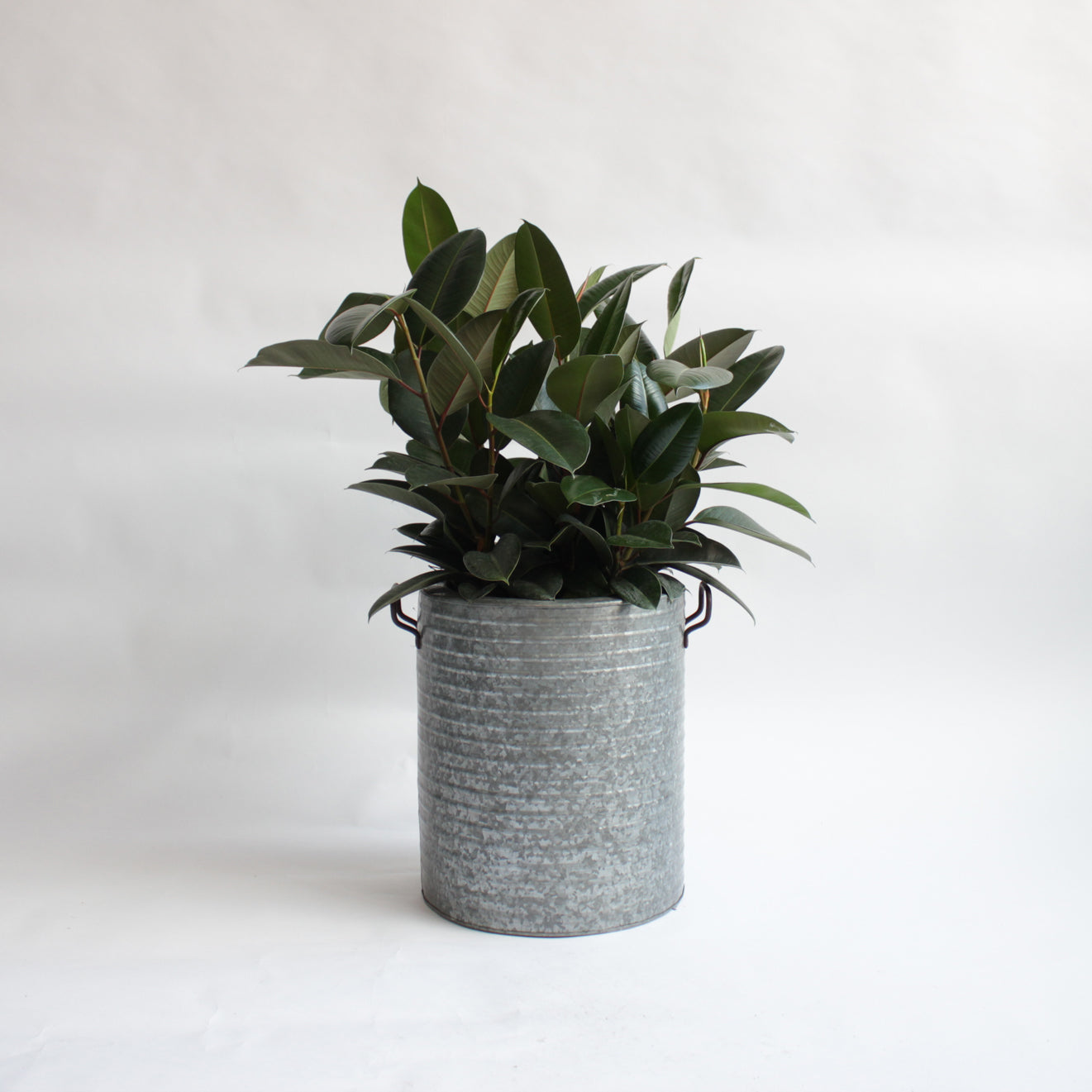 Ficus - Rubber Tree