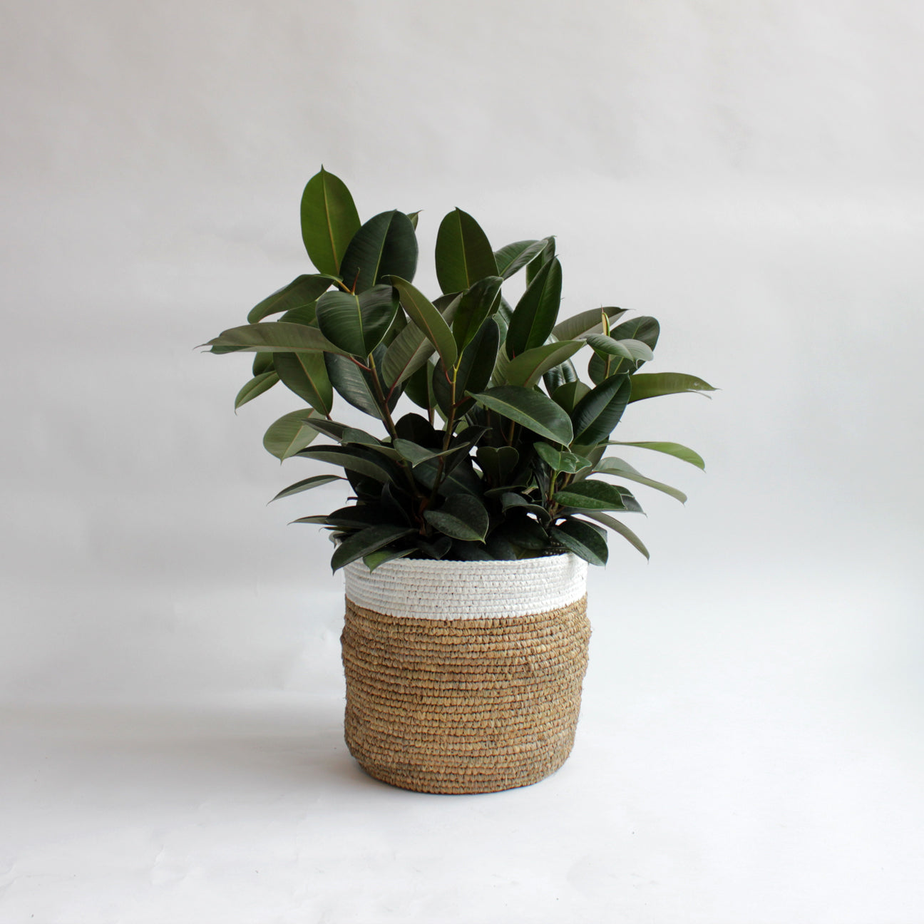 Ficus - Rubber Tree