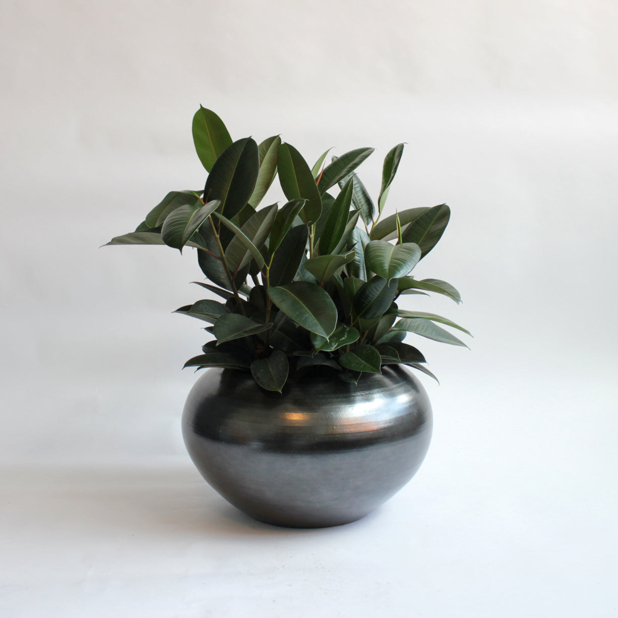 Ficus - Rubber Tree