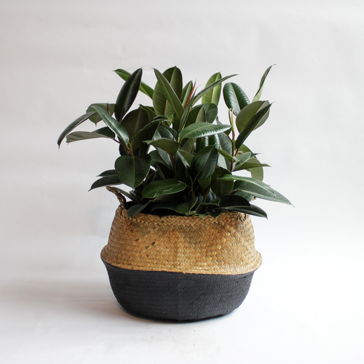 Ficus - Rubber Tree