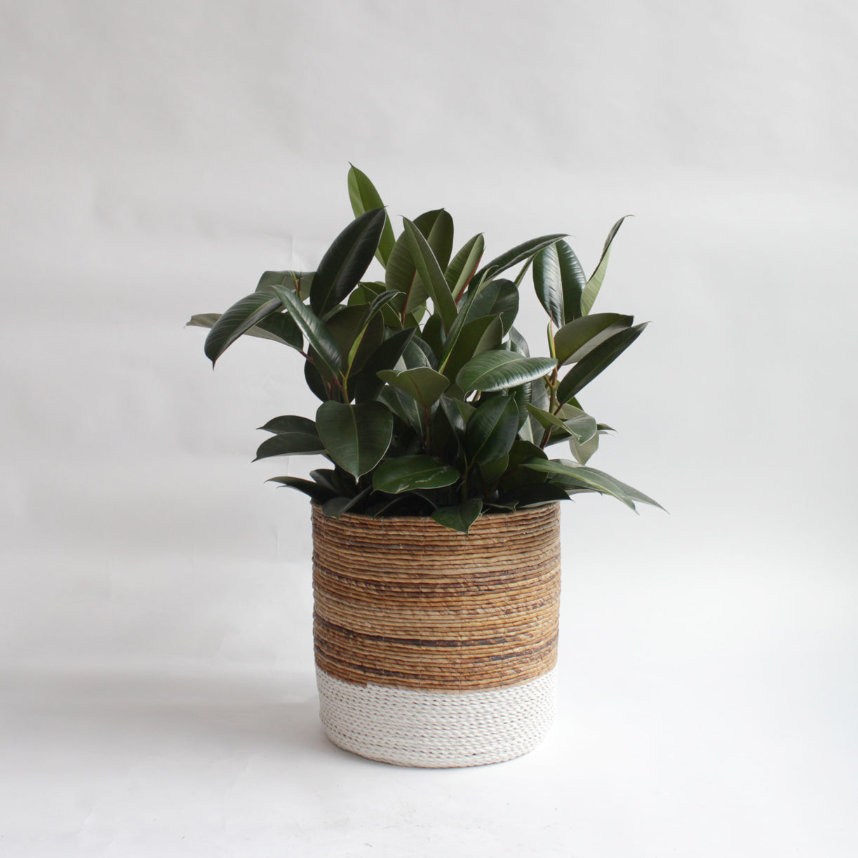 Ficus - Rubber Tree