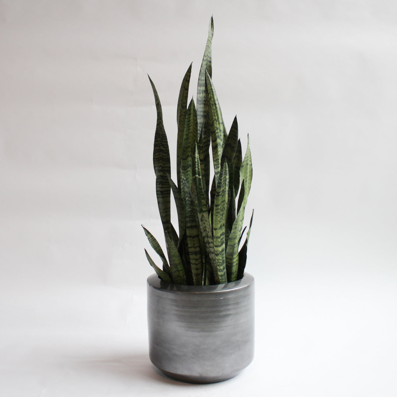 Sansevieria - Black Coral