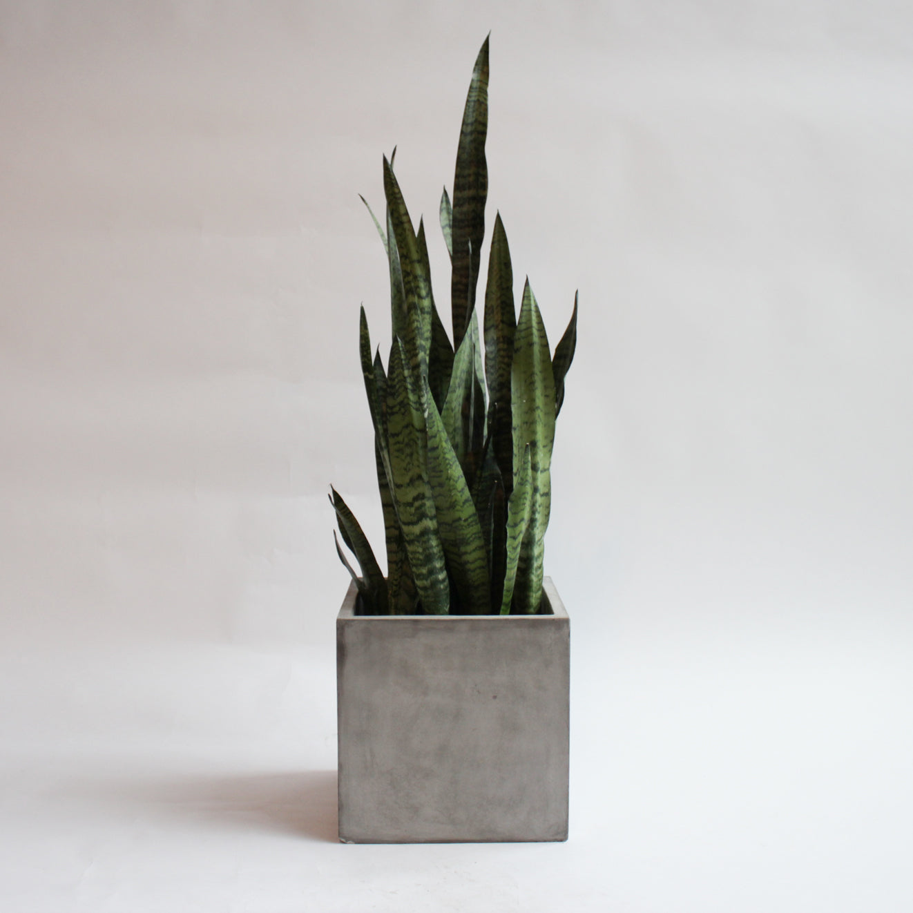 Sansevieria - Black Coral