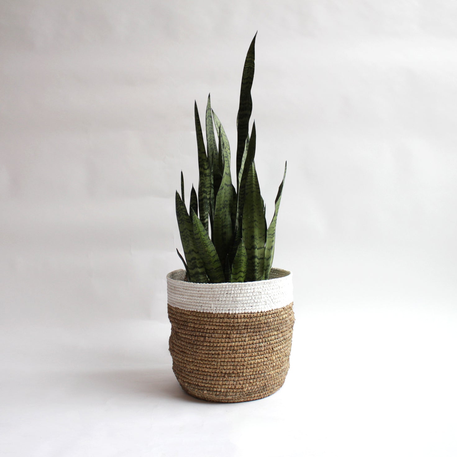 Sansevieria - Black Coral