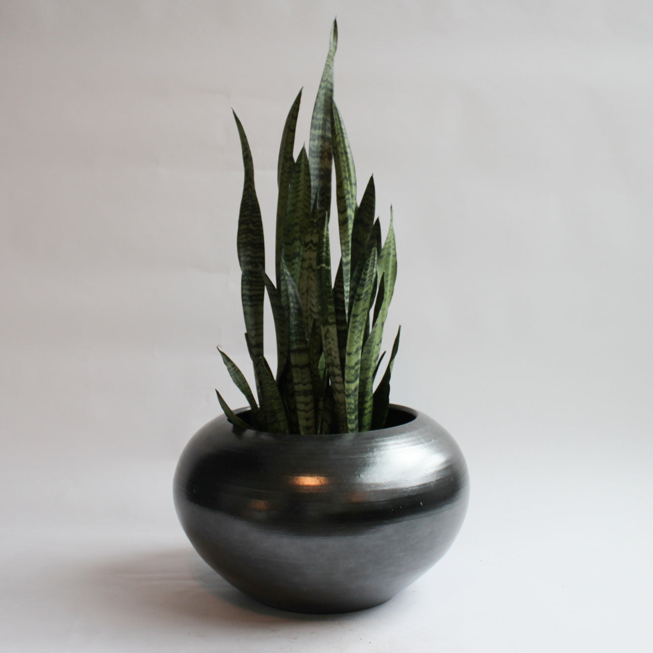 Sansevieria - Black Coral