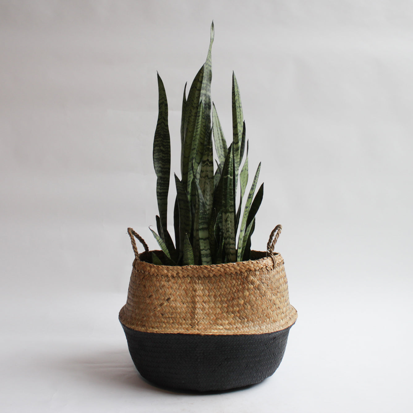Sansevieria - Black Coral