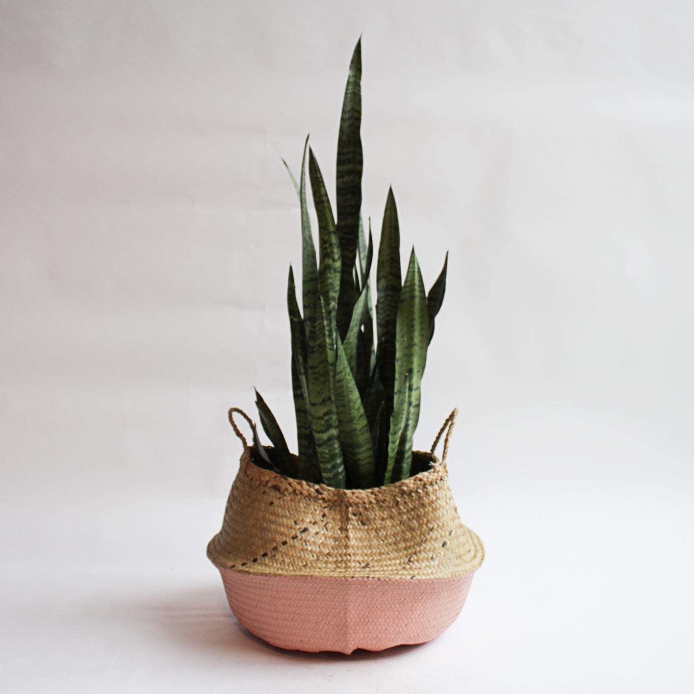Sansevieria - Black Coral