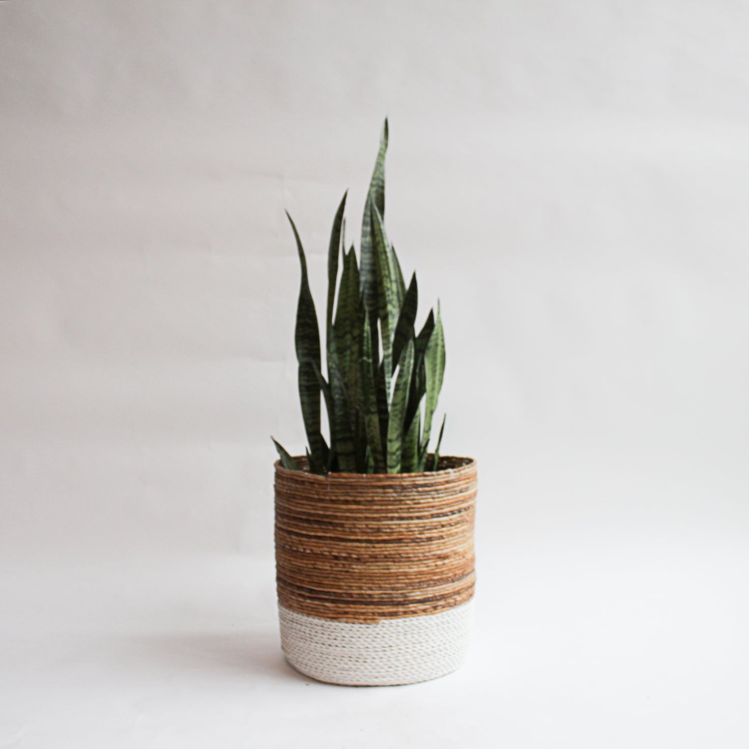 Sansevieria - Black Coral
