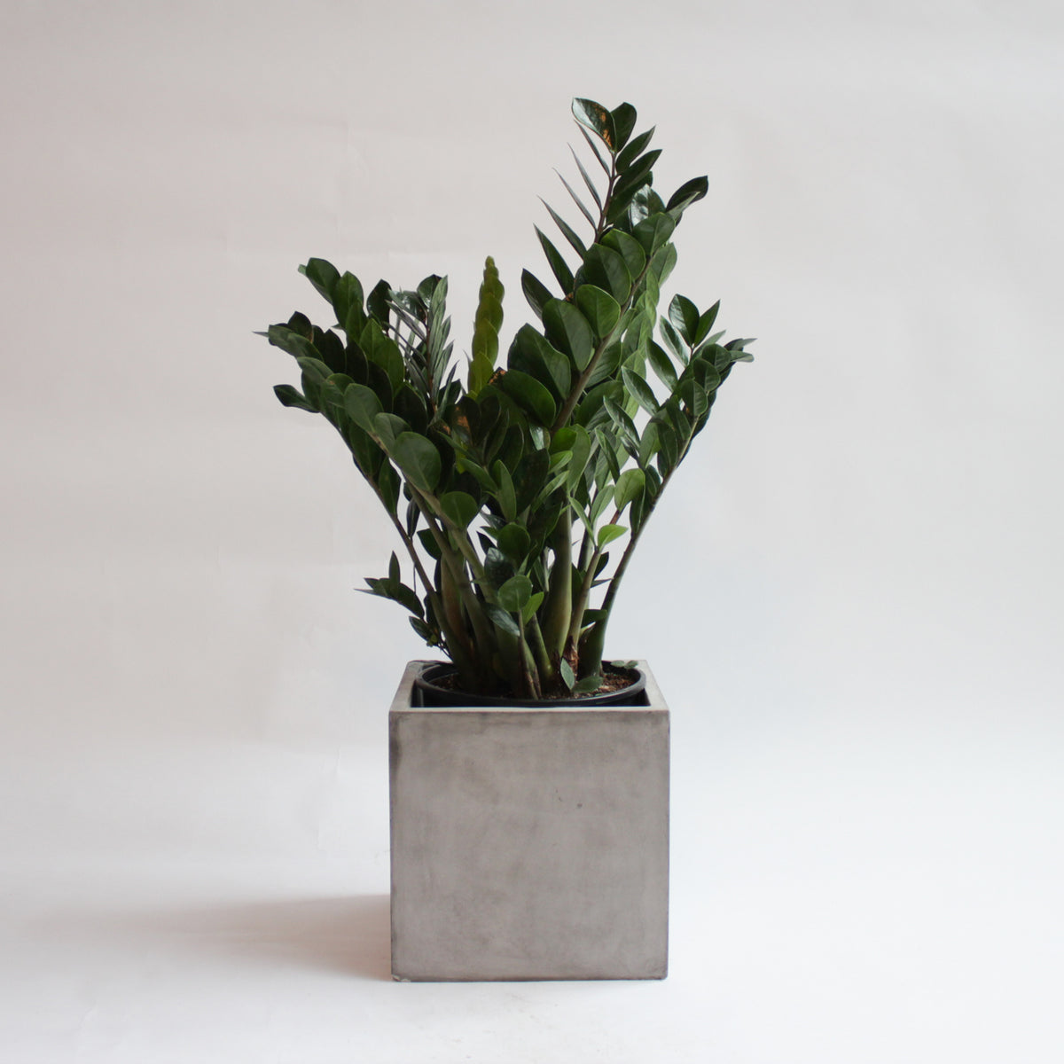 the spruce zz plant Zamioculcas Zamiifolia (ZZ)