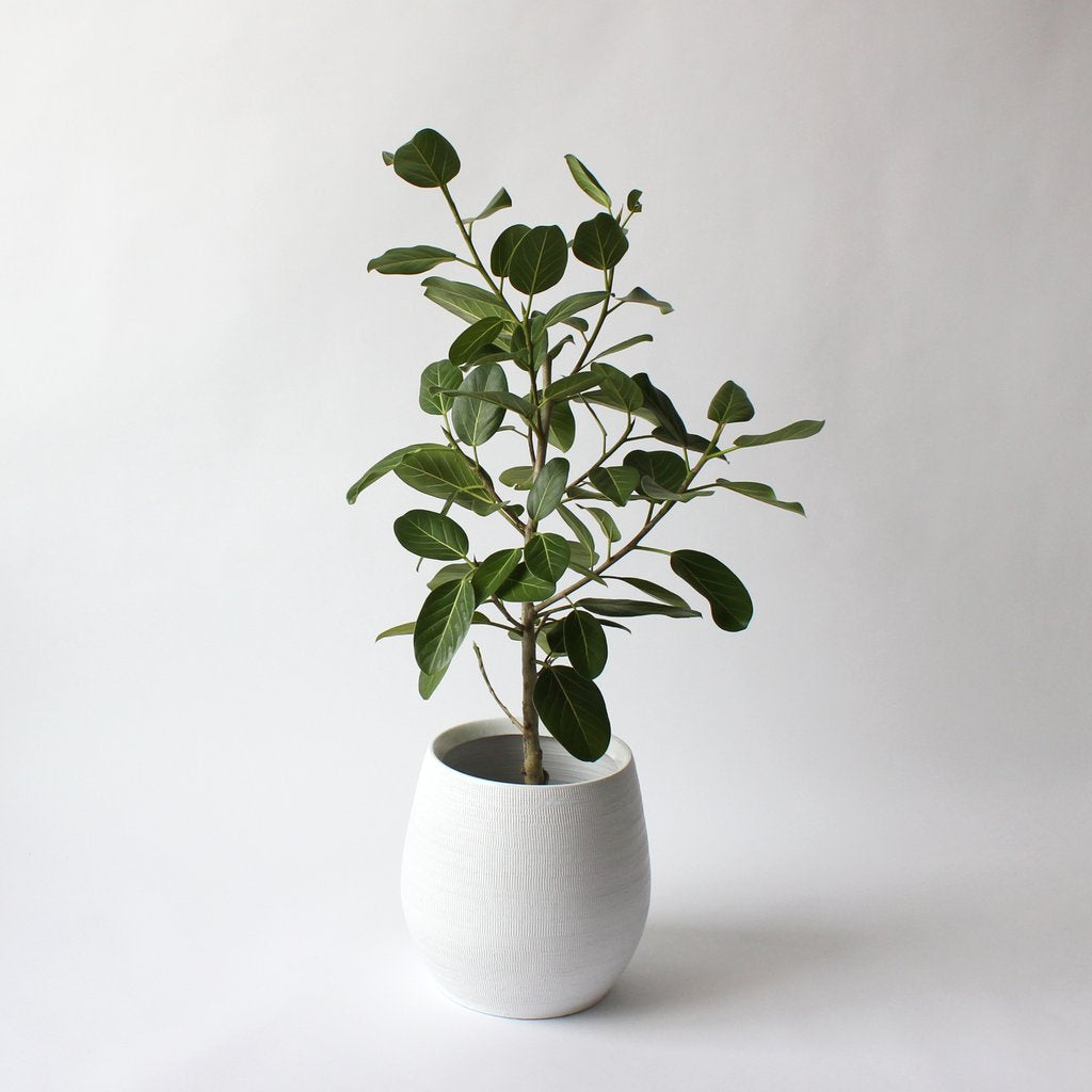 Ficus Audrey plant with large green leaves