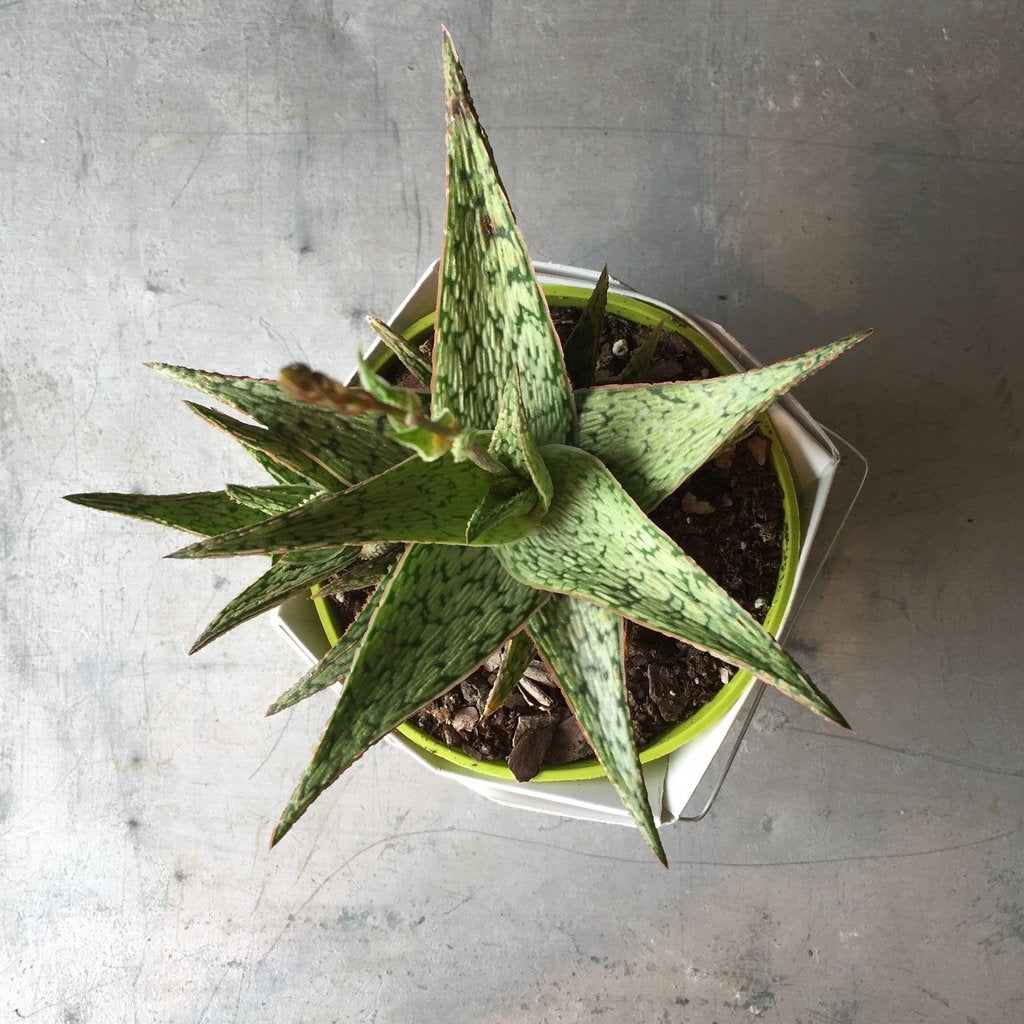 Succulent plant cuttings being propagated in soil