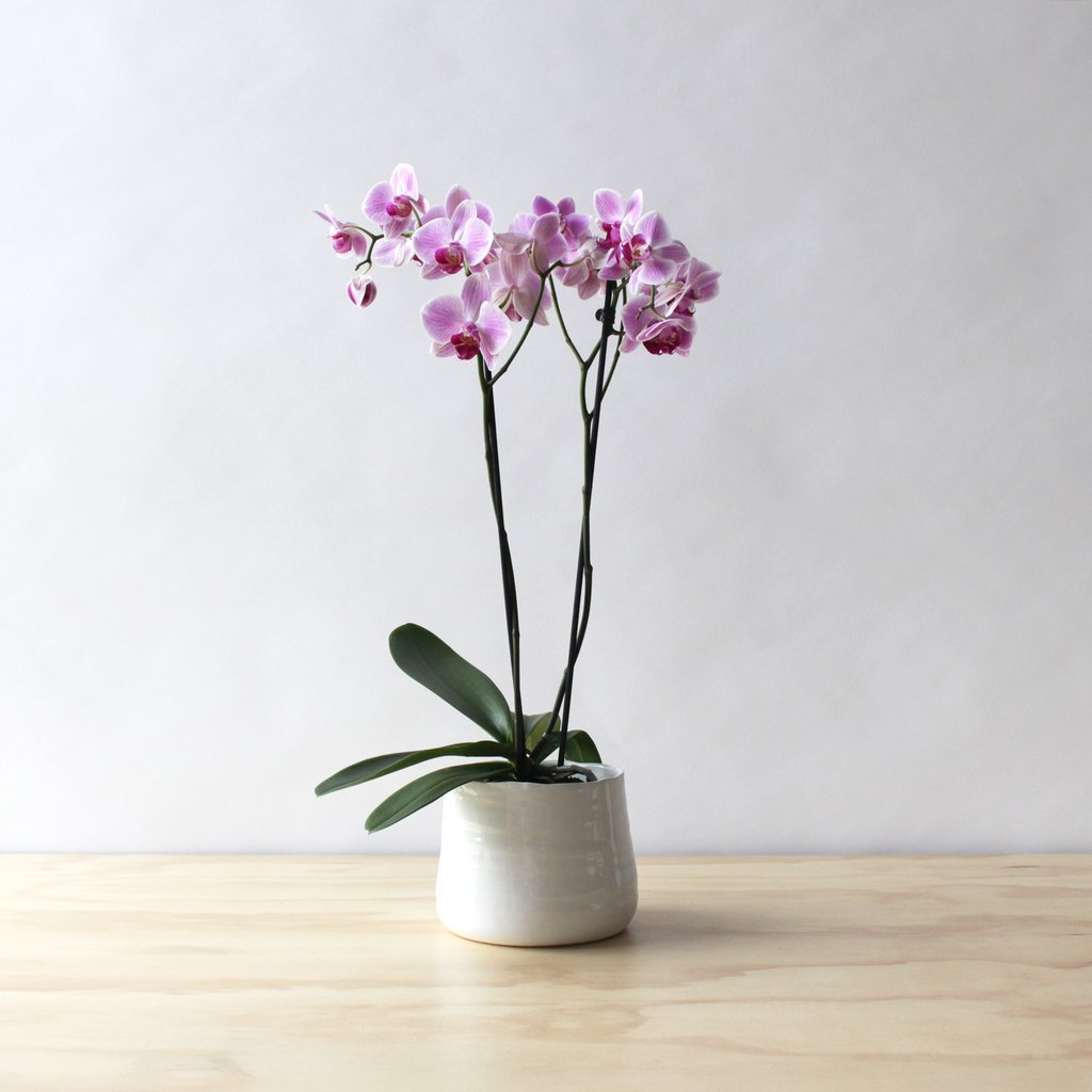 HOW TO: Caring for your orchid