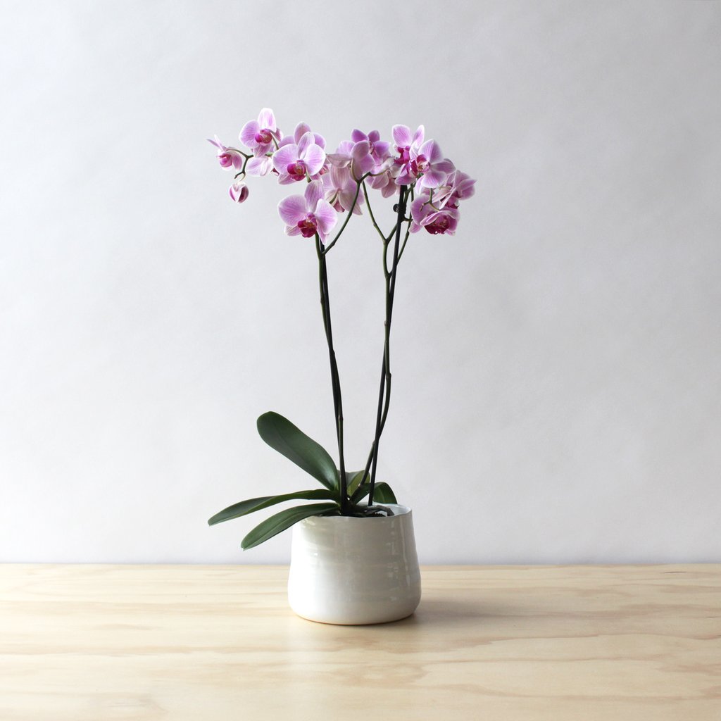 pink Phalaenopsis orchid in a decorative planter