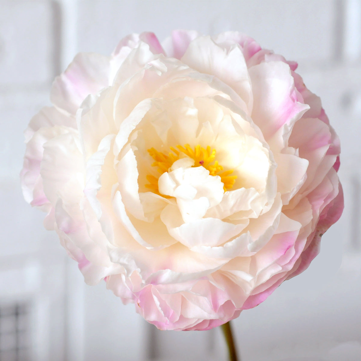 Close-up of soft pink peony blooms in a floral arrangement