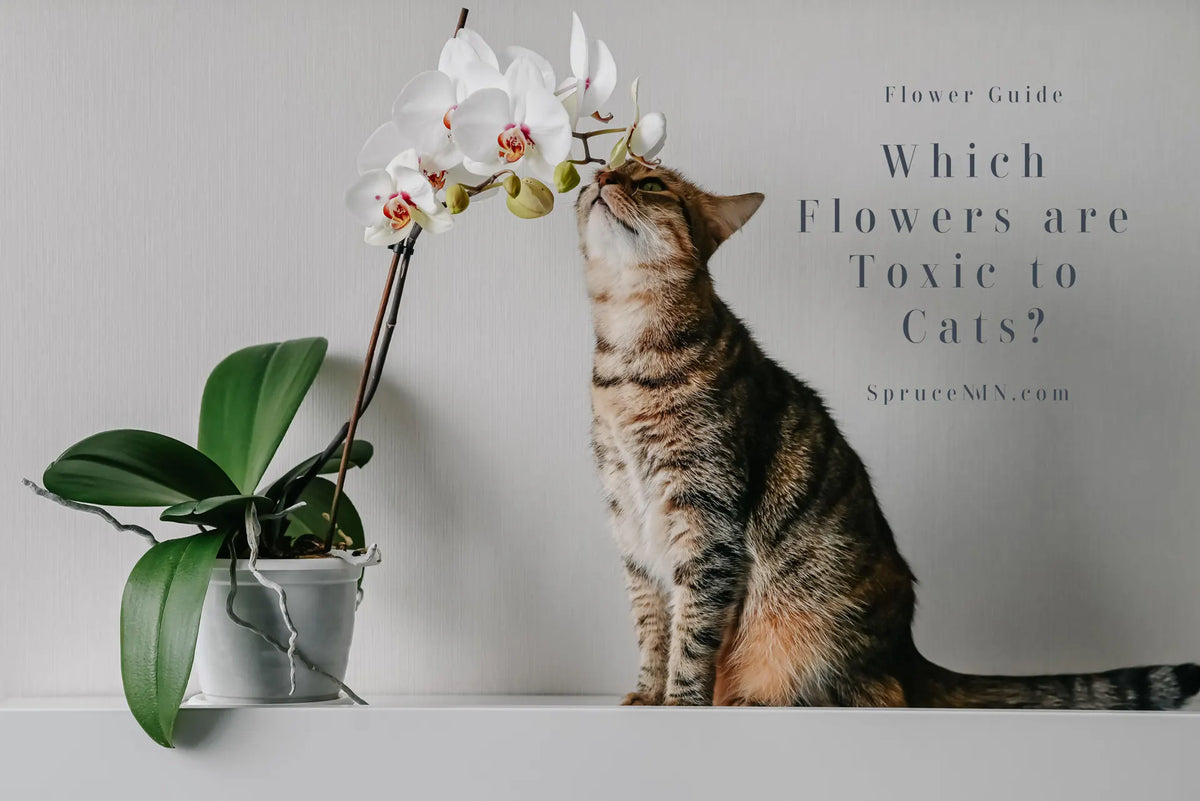 Picture of a cat and an orchid with text Flower guide which flowers are toxic to cats 