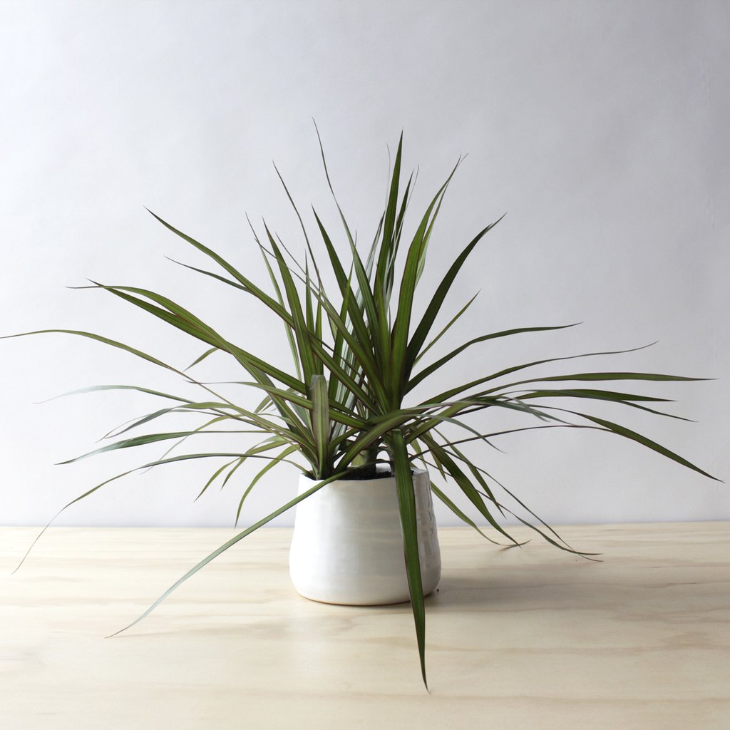 Plant Chat:  Caring for your Dracaena plants