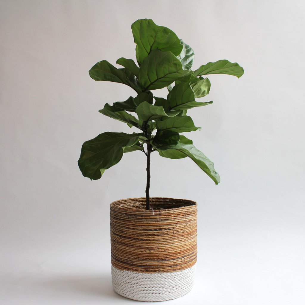 Fiddle Leaf Fig Ficus Lyrata houseplant with large green leaves