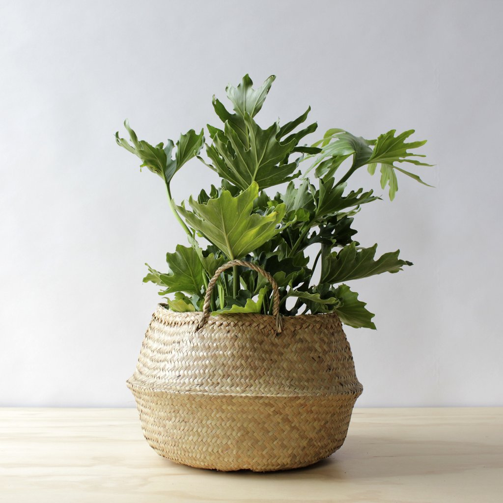 Hope Philodendron houseplant in a natural seagrass basket