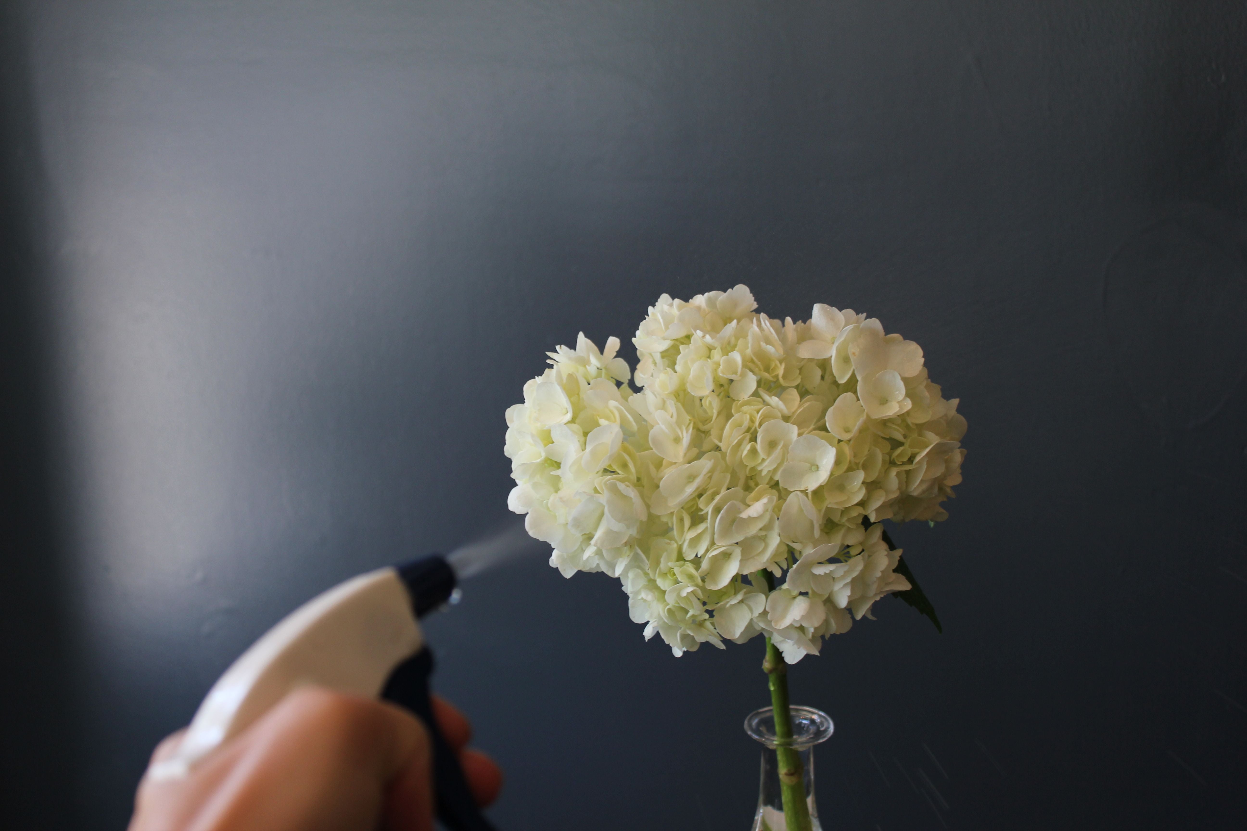 HOW TO: Caring for your Hydrangea Blooms