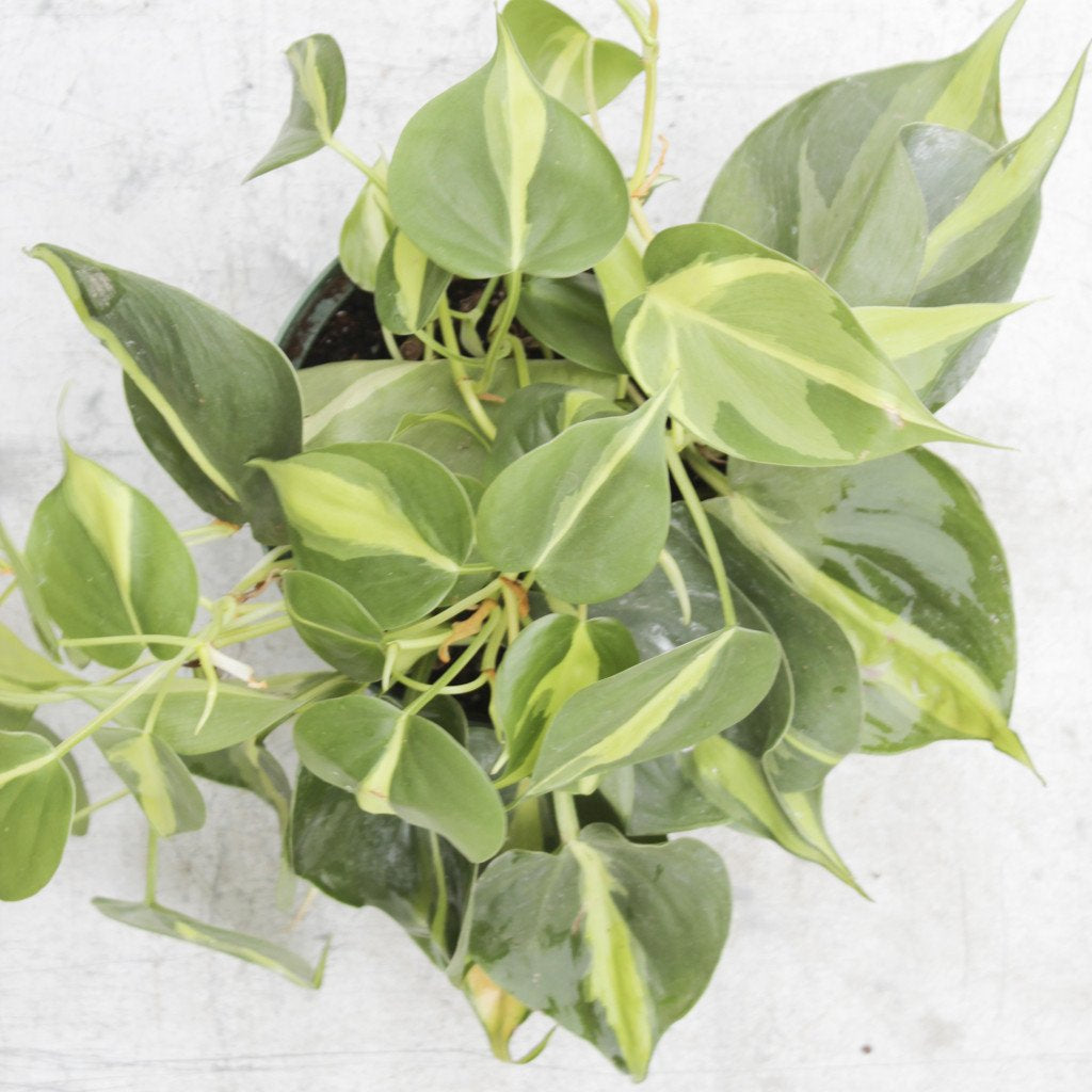 Plant Chat:  Philodendron