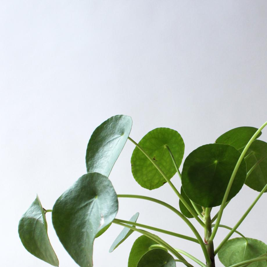 Pilea Peperomioides Chinese money plant with round green leaves