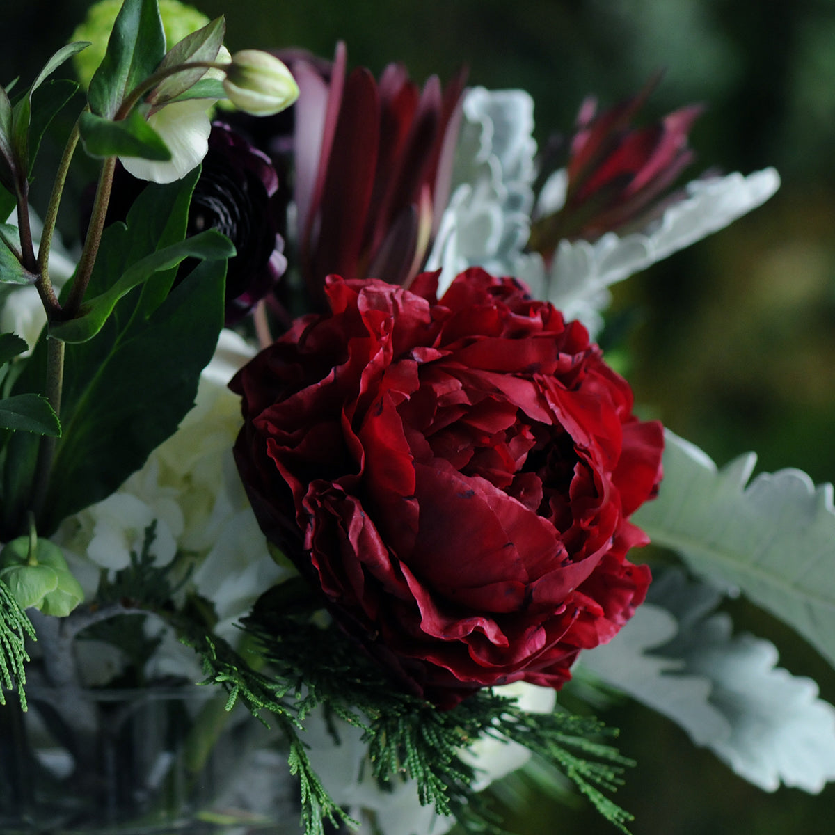 Close-up of a red Peony flower with green leaves and white flowers in the background