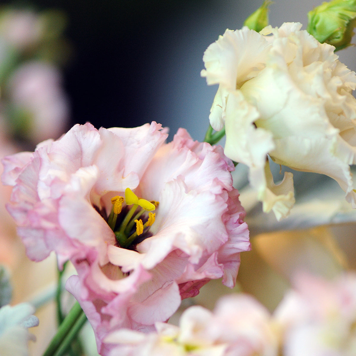 Close-up of a pink flower with a blurred background