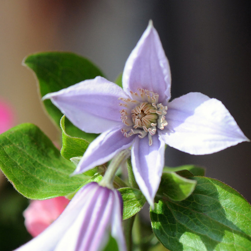 Clematis Star of River Bloom in detail 