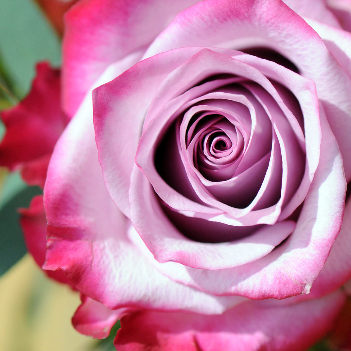 Close up Deep purple Rose