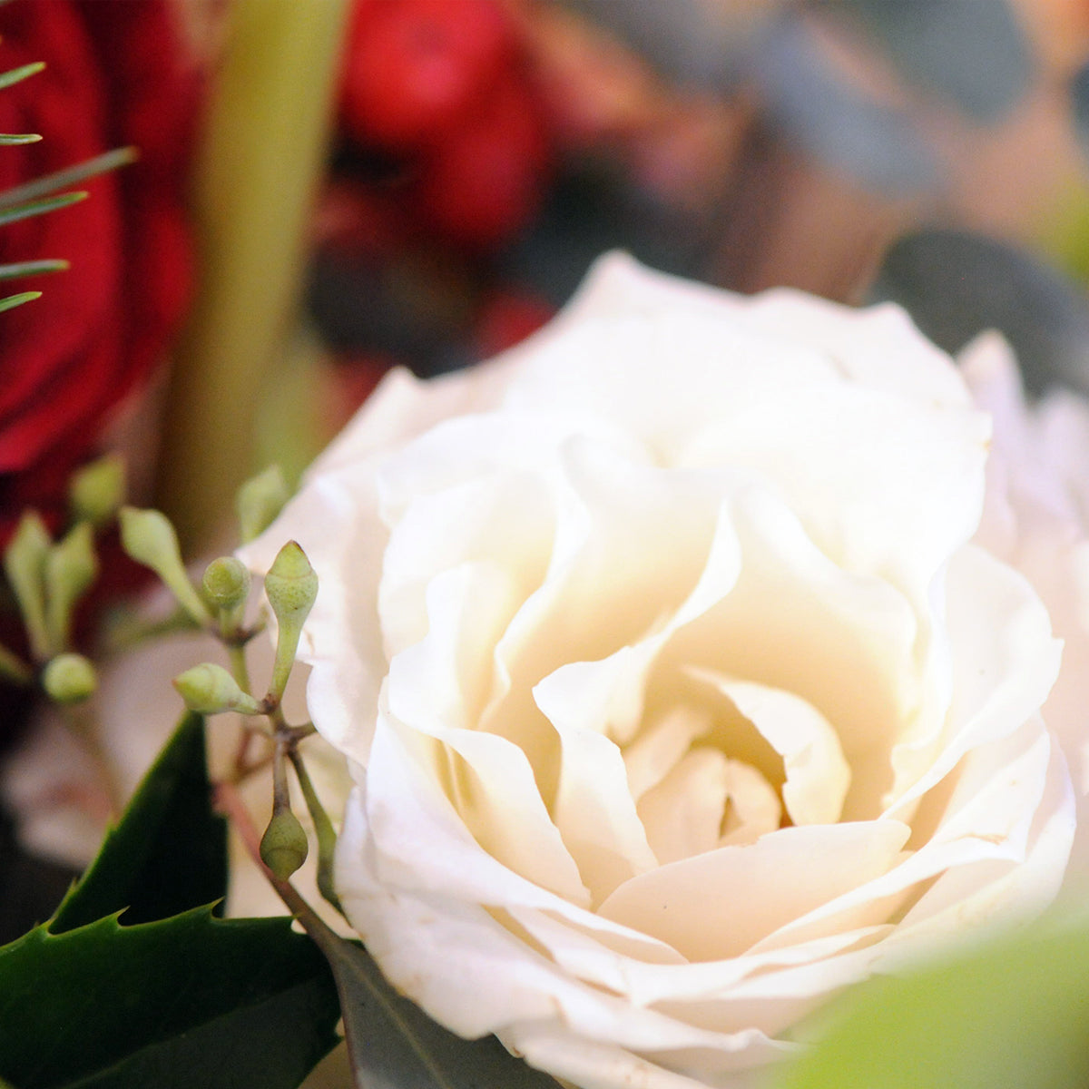 close up of white spray rose