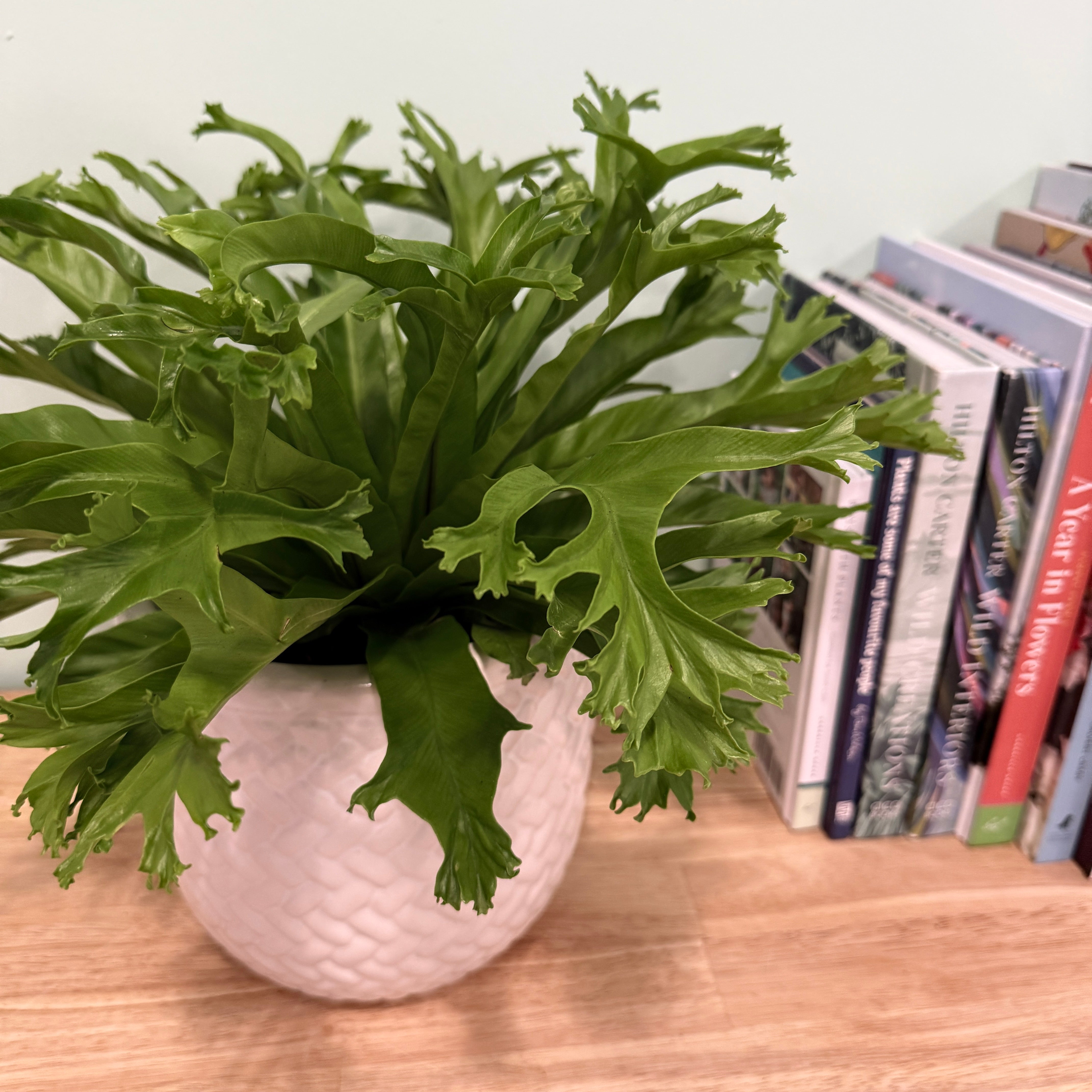 Green potted plant on a wooden surface with books in the background