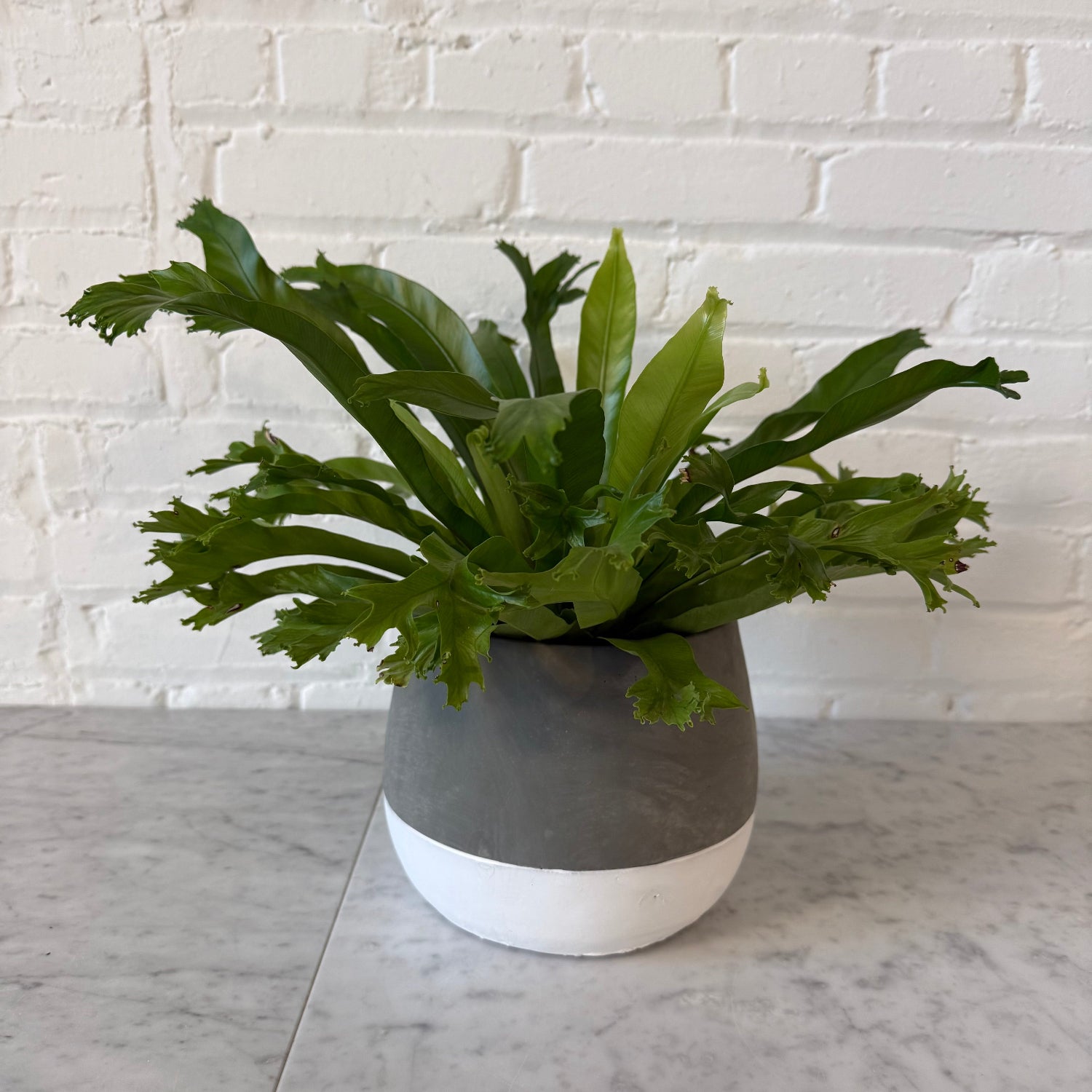 A green bird's nest fern in a two-toned gray and white ceramic pot, placed on a light gray marble surface against a white brick wall background.