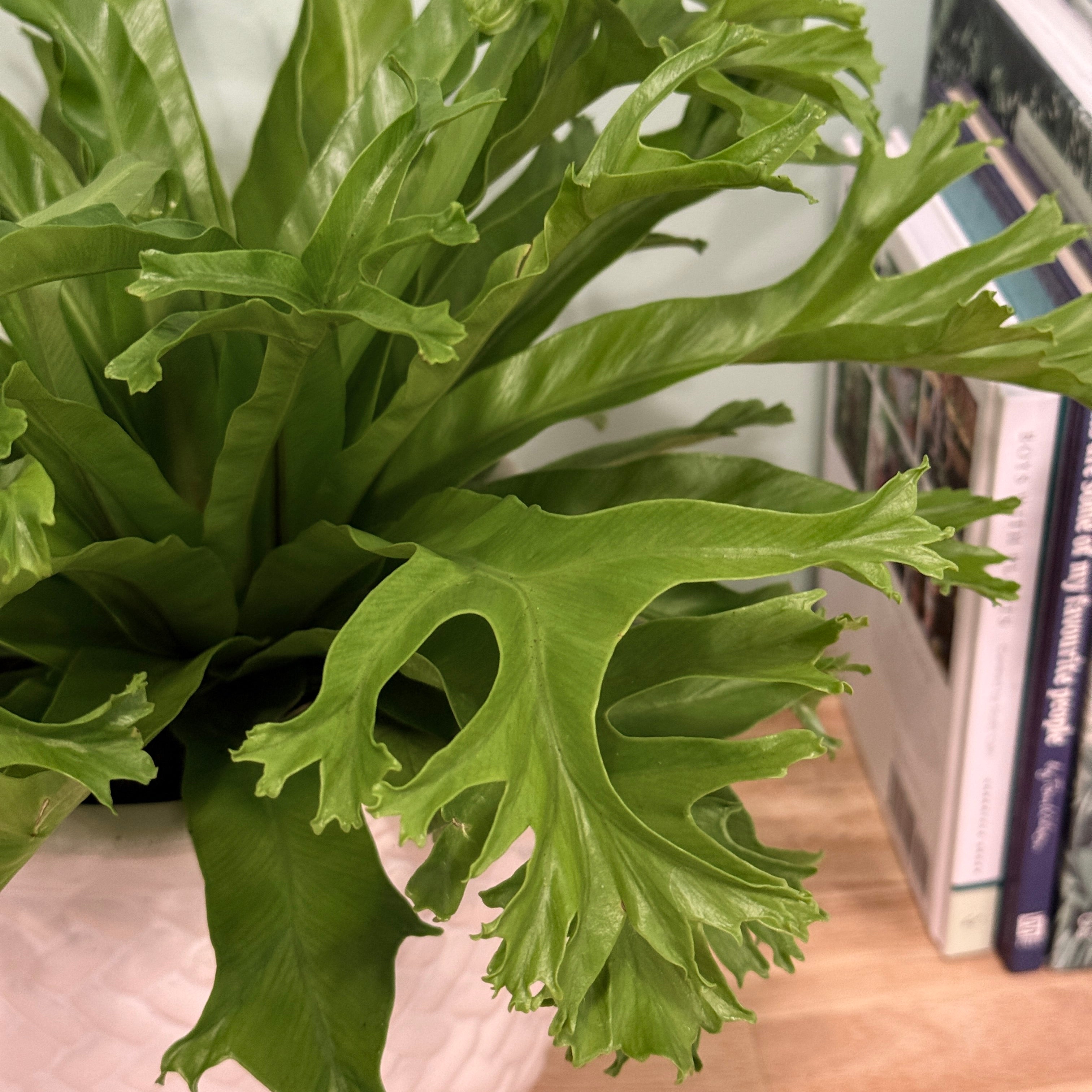 Green leafy plant on a surface with books in the background