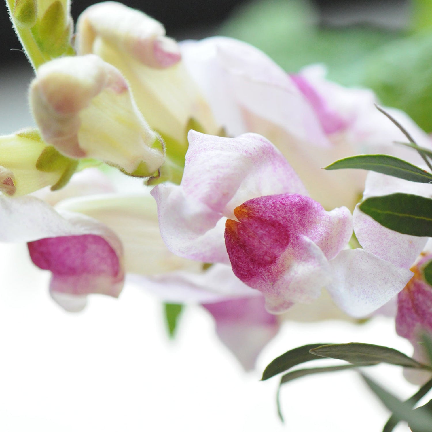 Up close image of a delicate Snapdragon flower 