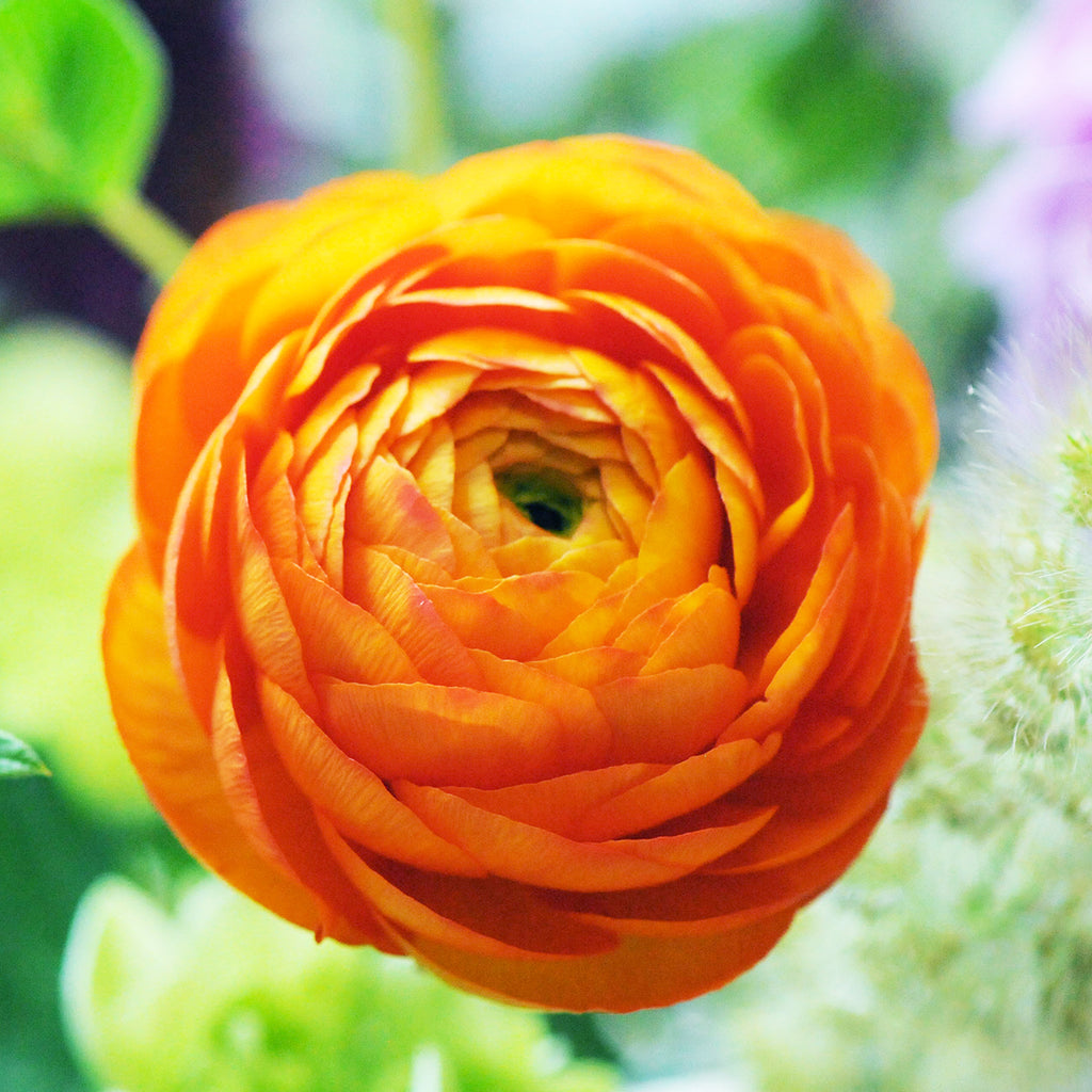 Close up of orange Ranunculus flower 