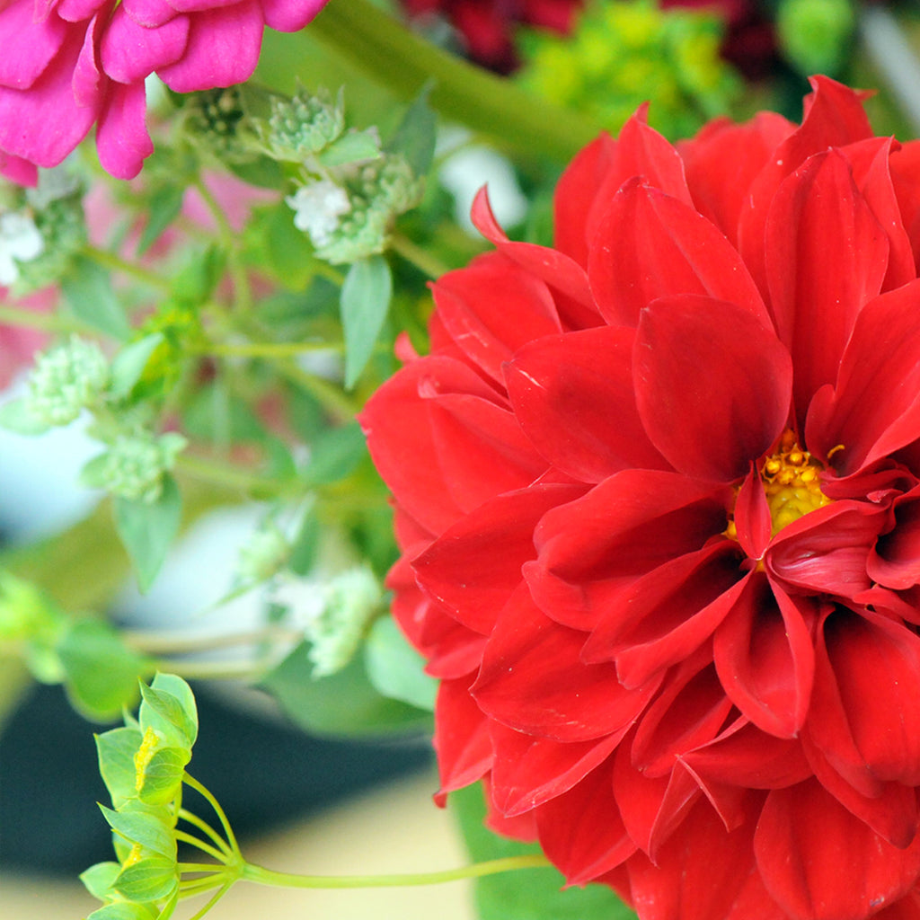 Bright Red Dahlia close up 