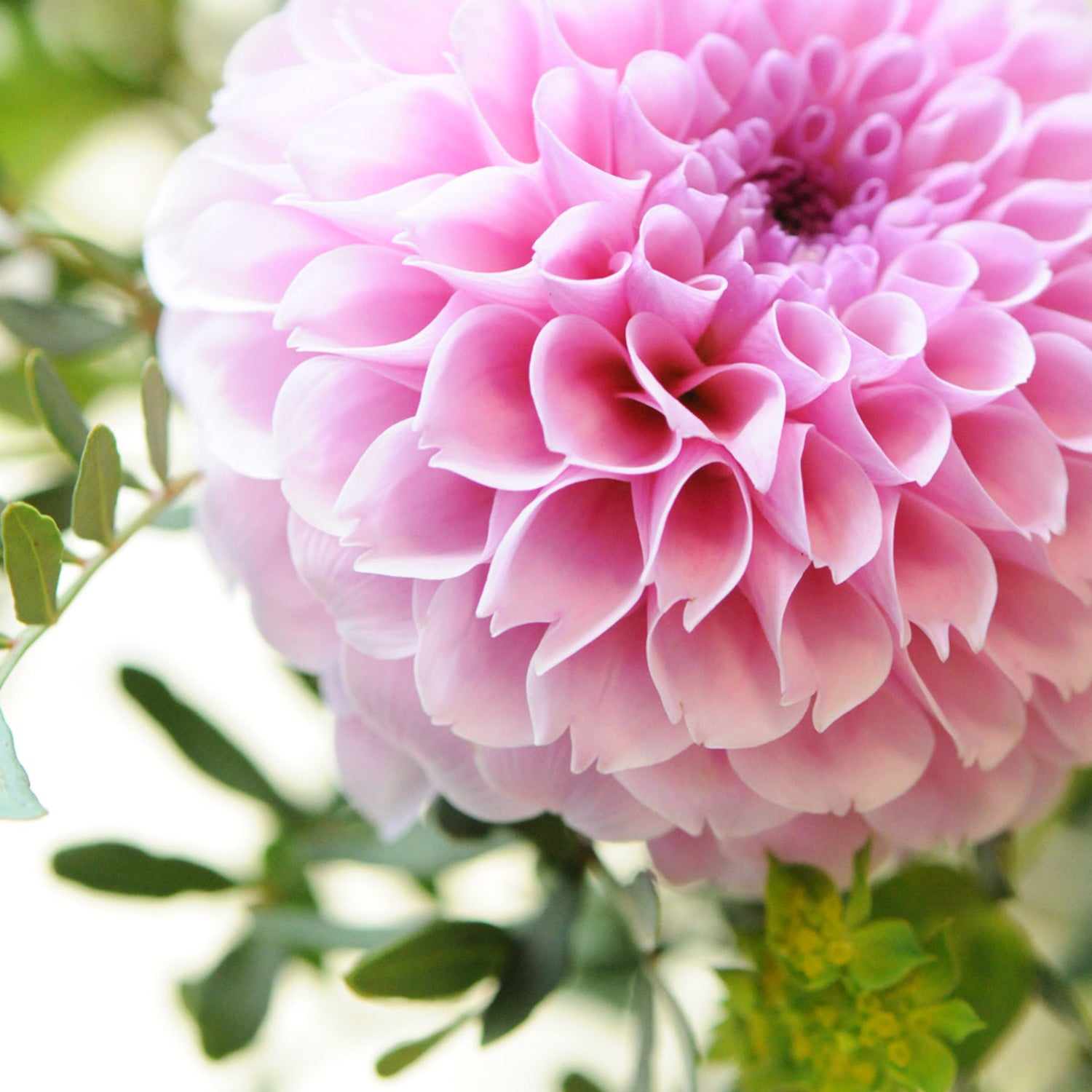 Dahlia bloom in Pink detail image showing the subtle tones of the bloom