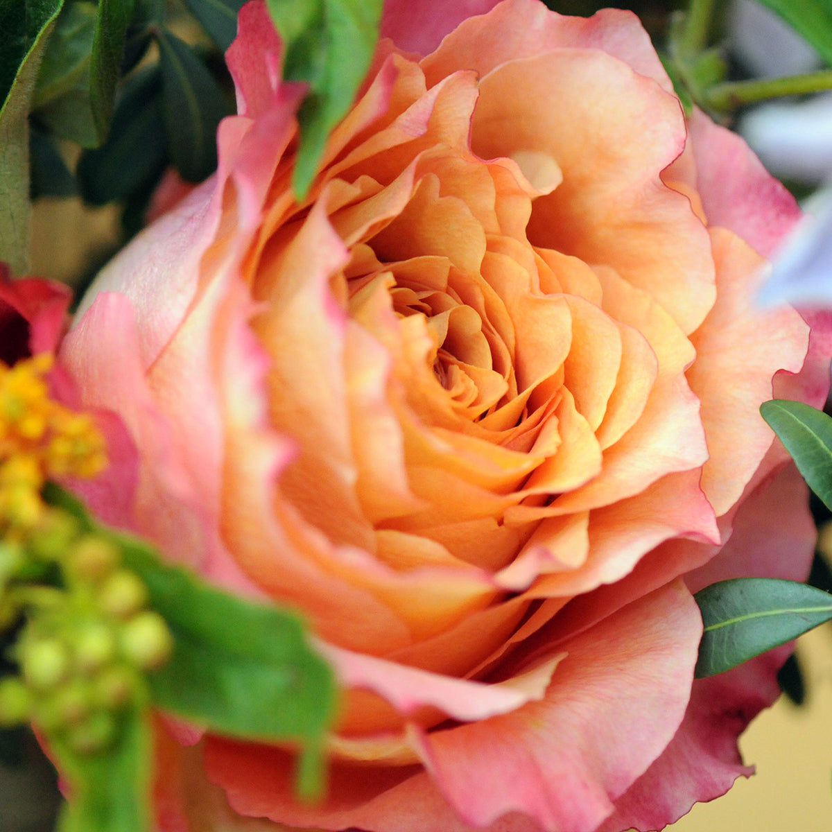 Close up image of Free Spirit Rose featured in our Channing Floral arrangement 