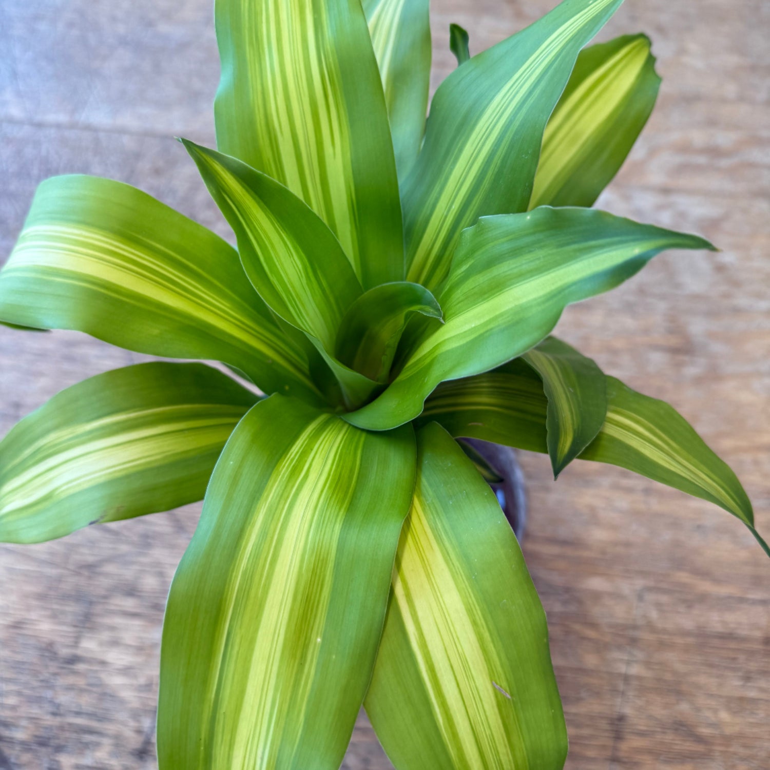 A potted Dracaena massangeana, commonly known as a MASS CANE featuring variegated green and yellow leaves, photographed from a top-down perspective on a rustic wooden surface.