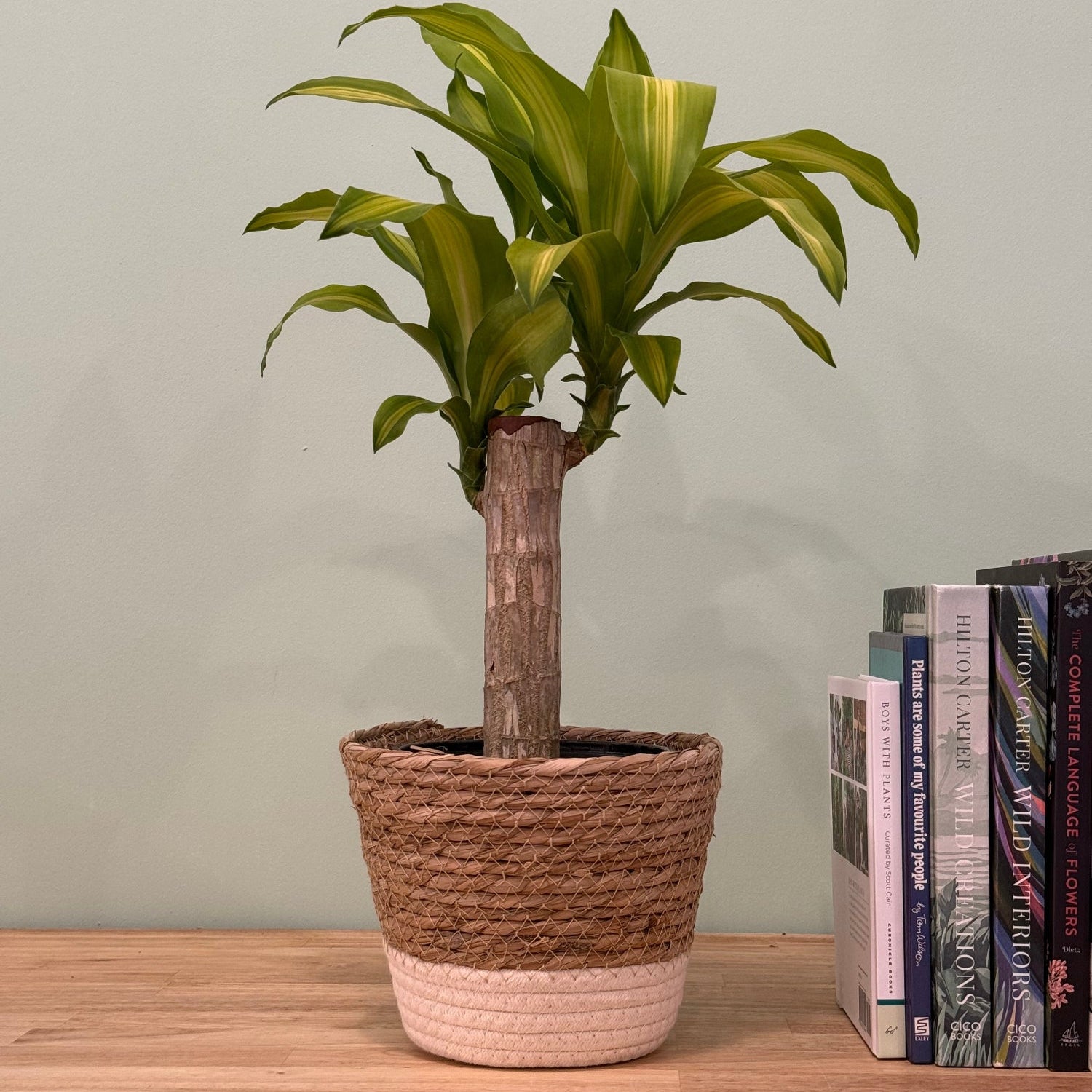 A potted Dracaena massangeana plant with green leaves, featuring a natural wood trunk and a woven basket pot in brown and beige, displayed on a wooden shelf next to a stack of books.