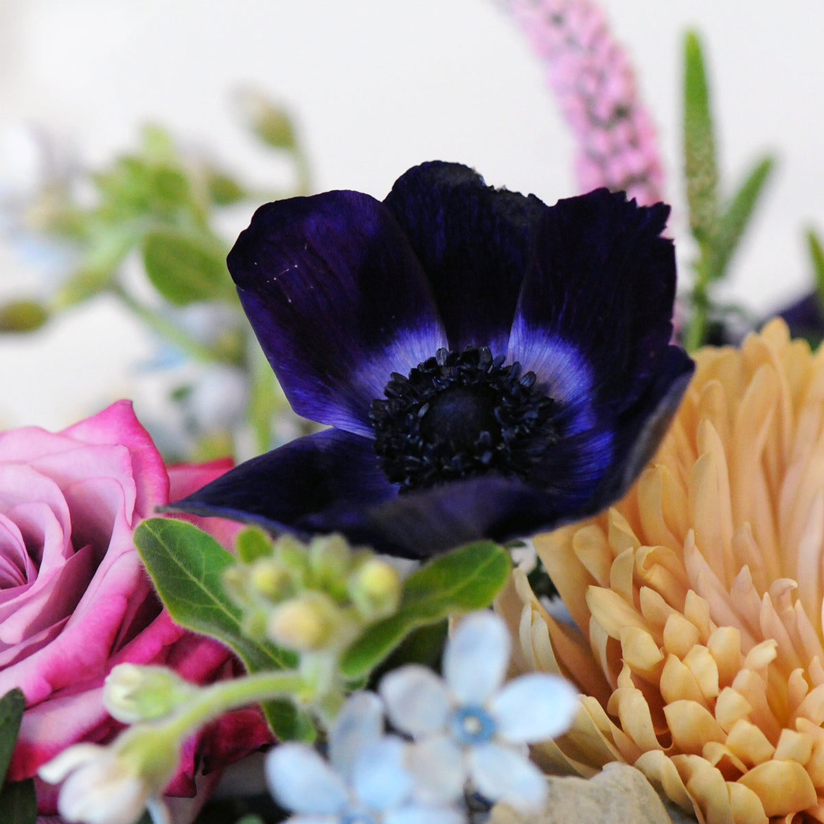 Blue Anemone Close up 