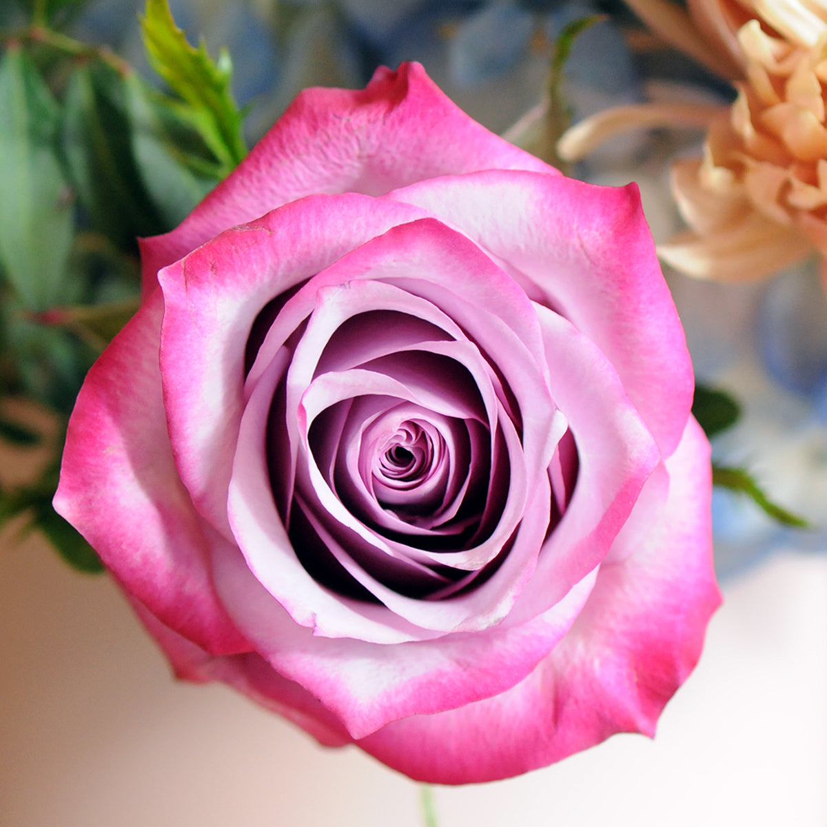 Deep Purple Rose close up. 