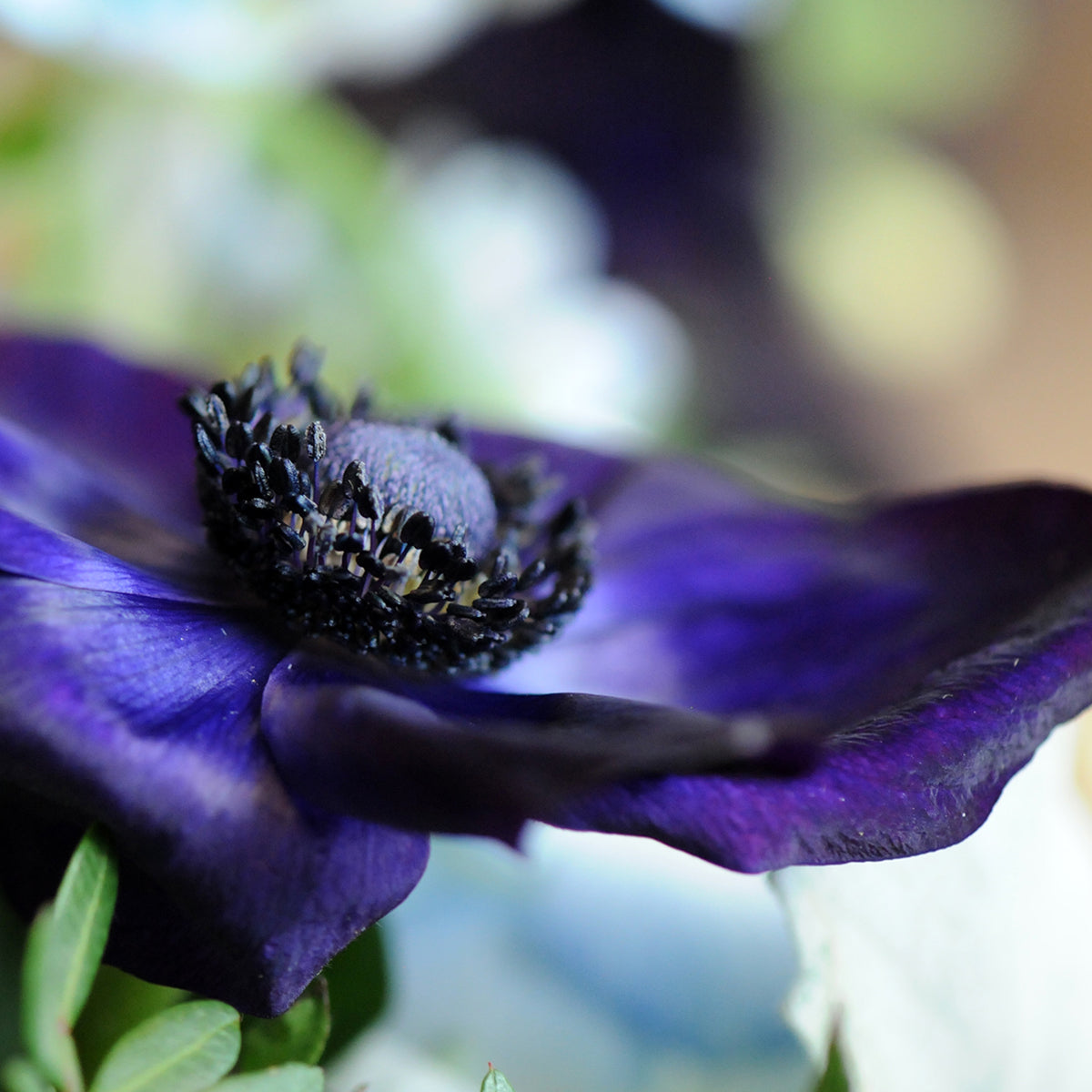 Close up image of Deep Purple Anemones 