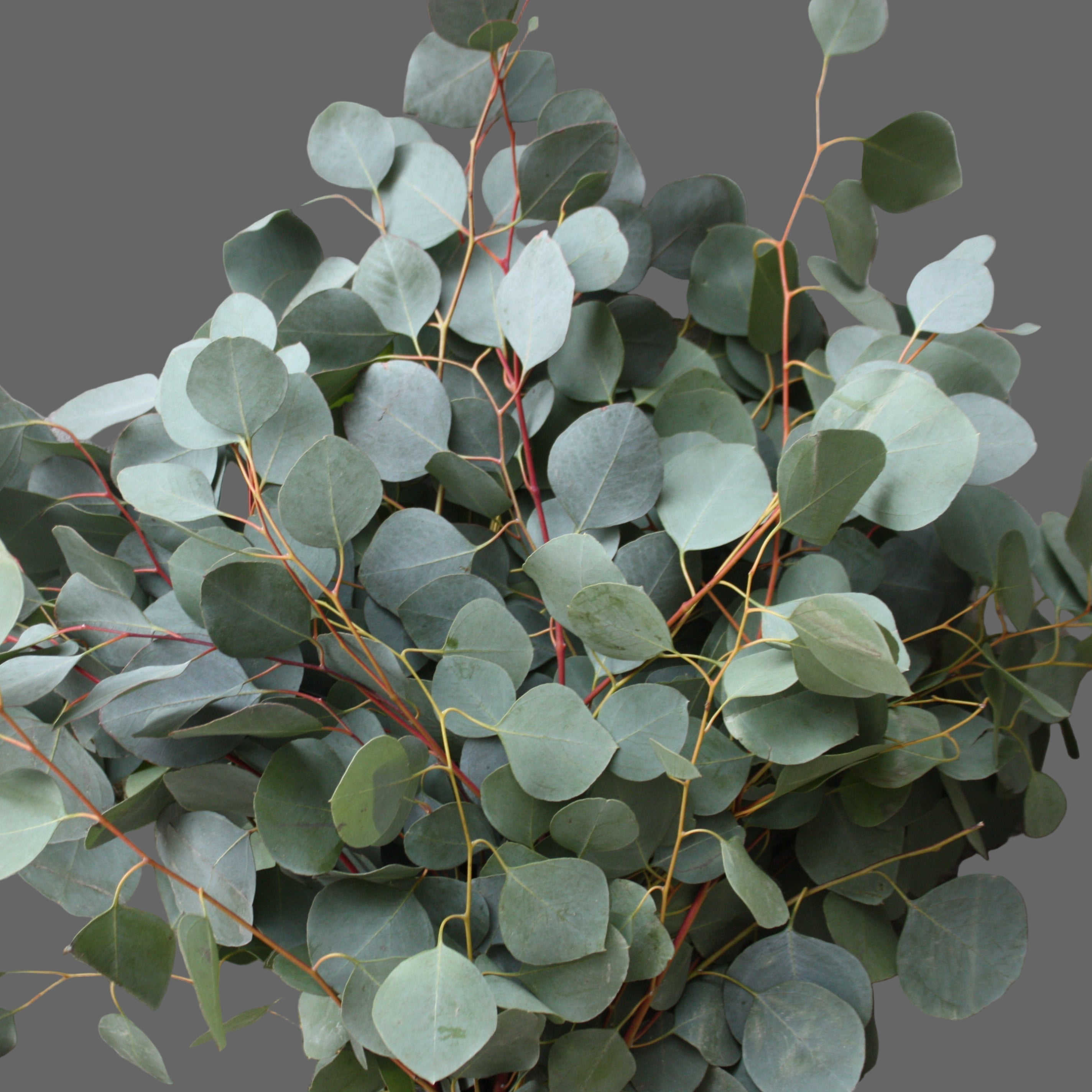 Silver Dollar eucalyptus  foliage