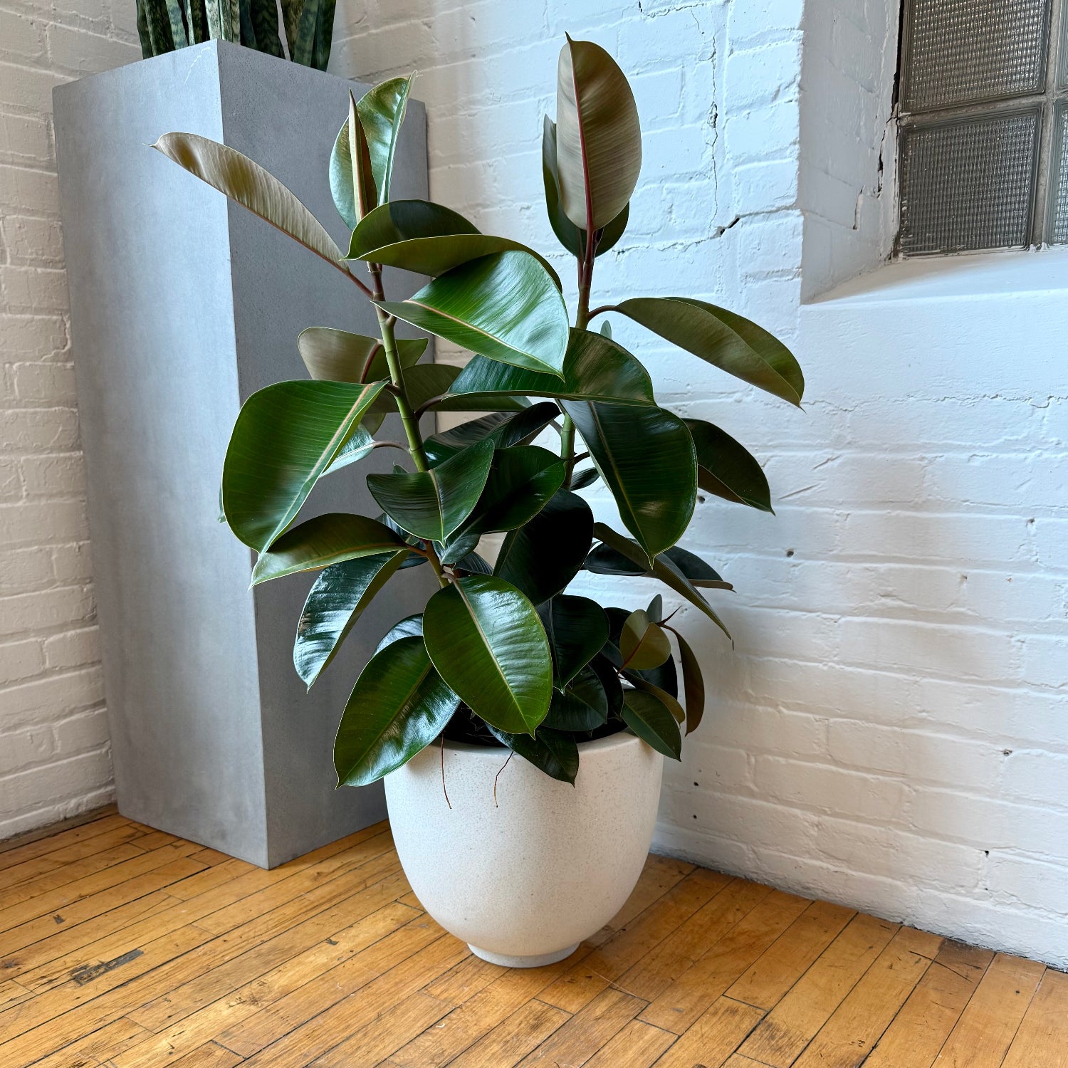 A large green rubber plant in a white composite pot, placed on a wooden floor against a white brick wall next to a tall gray planter.