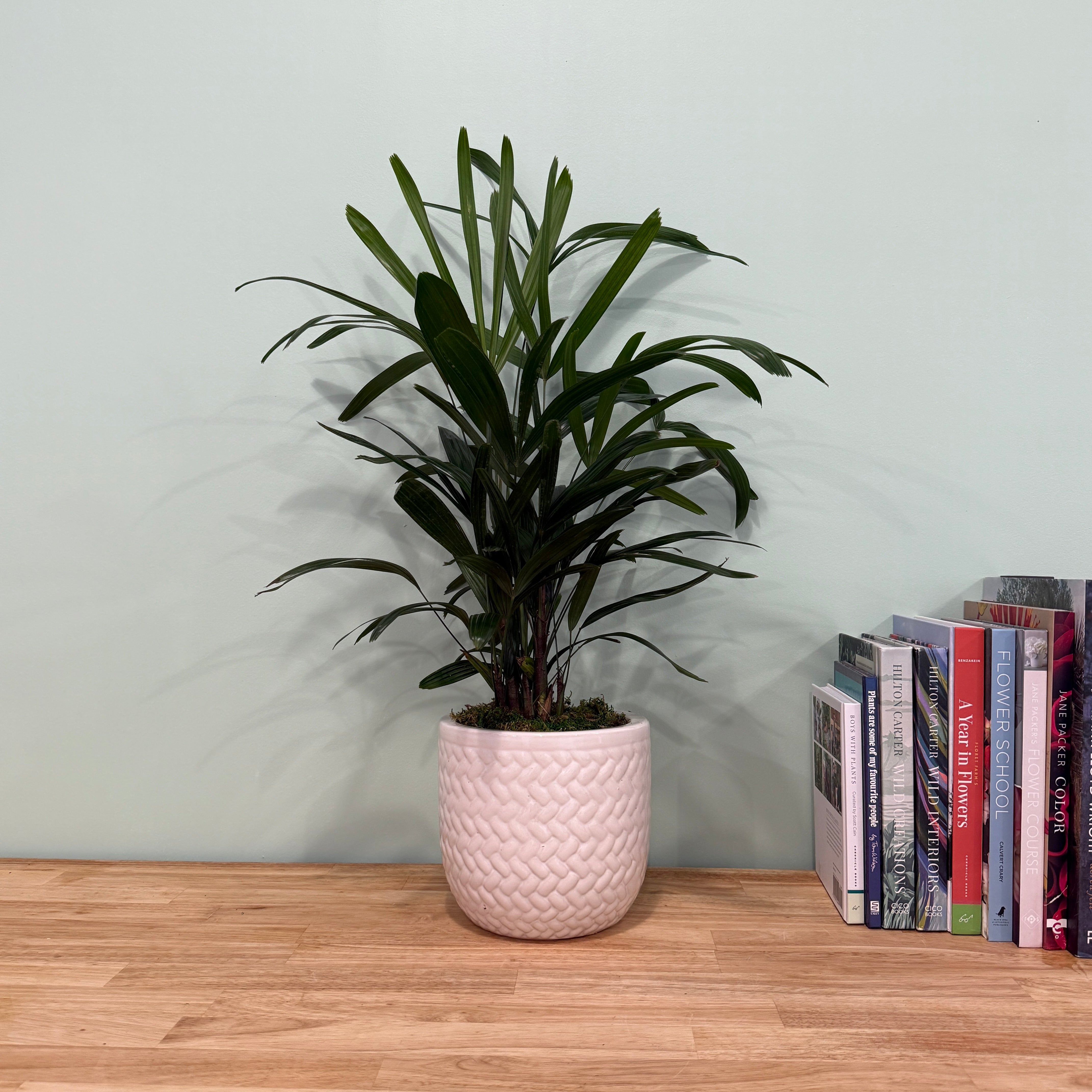 Rhapis Palm - Lady Palm