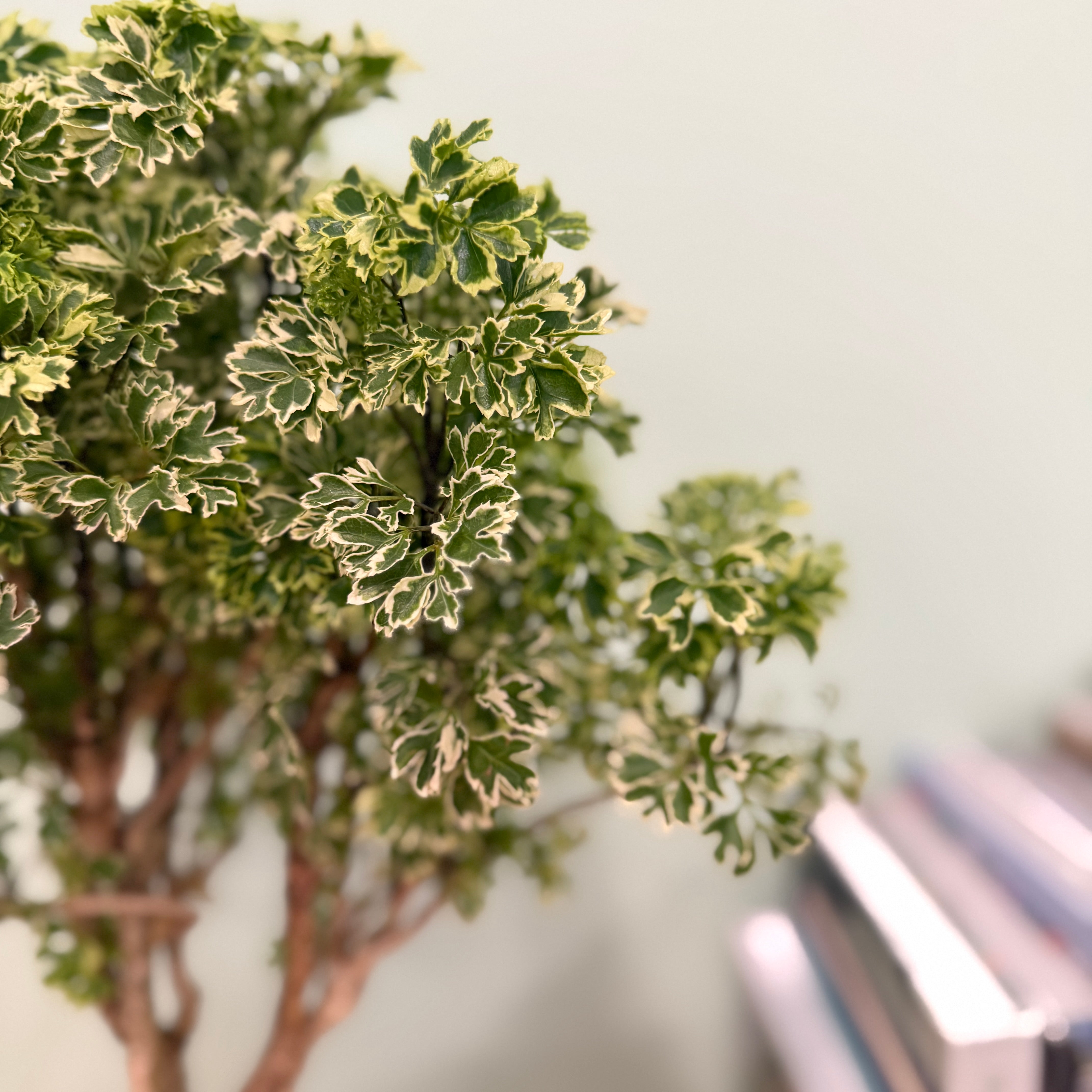 Ming Aralia - Polyscias fruticosa
