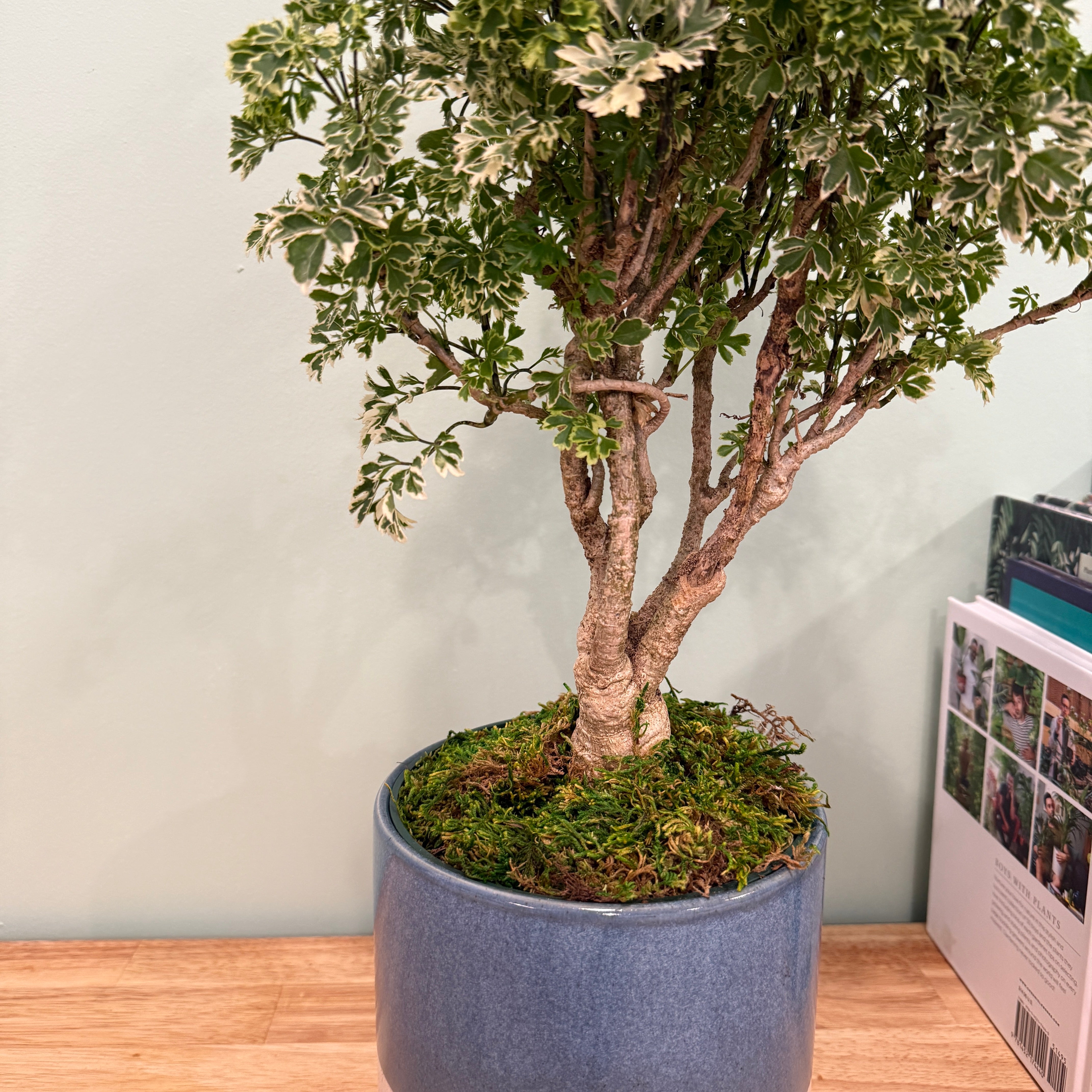 Ming Aralia - Polyscias fruticosa